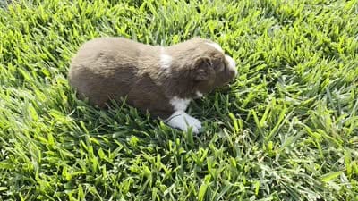 Doc red tri asdr, a male Miniature Australian Shepherd for sale in Seibert, CO – 2 of 7