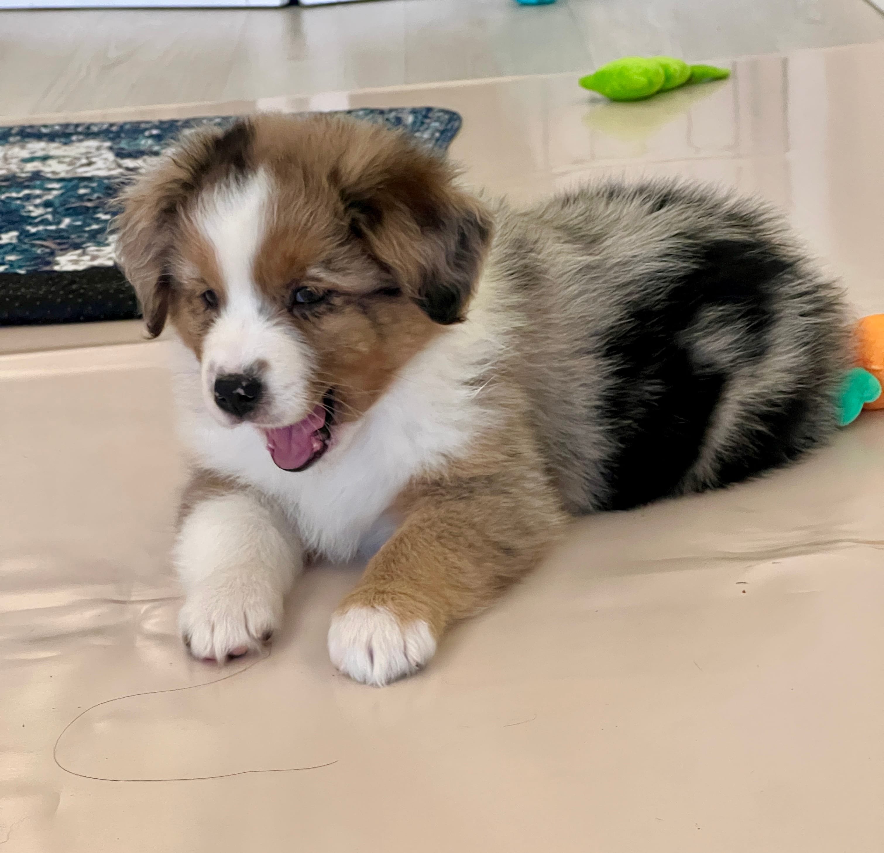Jenny – Australian Shepherd puppy for sale in Arlington Heights, WA