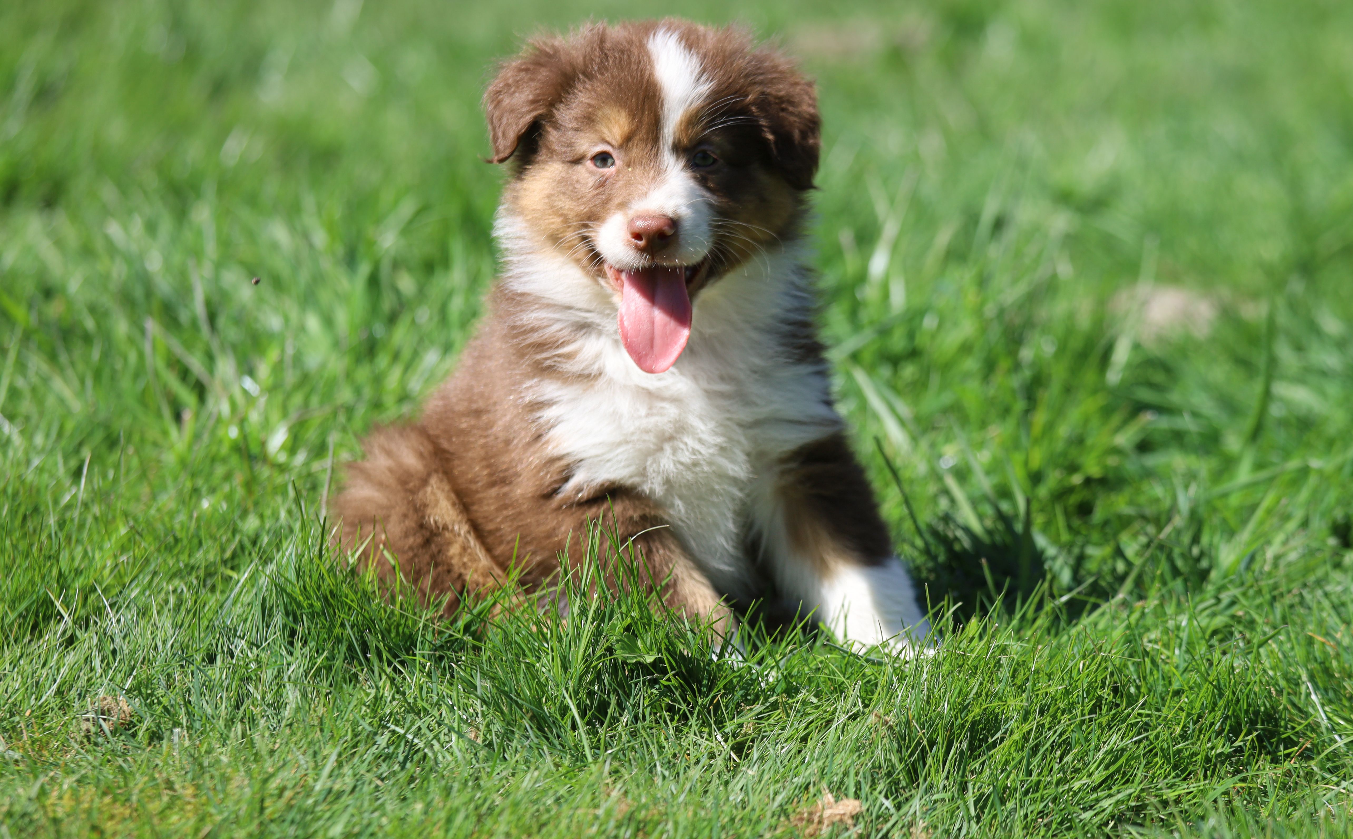 Susan – Australian Shepherd puppy for sale in Arlington Heights, WA
