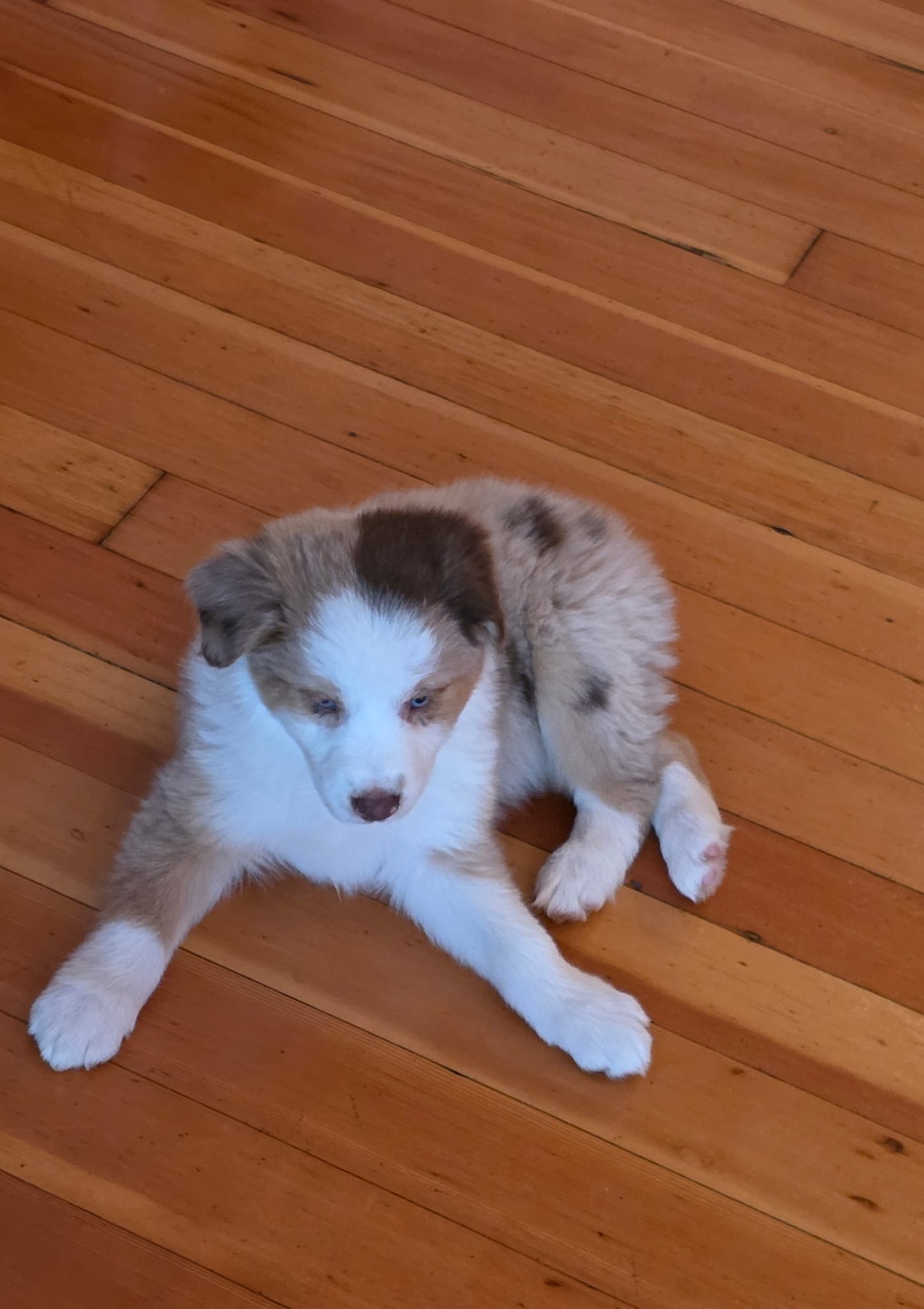 Sister – Australian Shepherd puppy for sale in Arlington Heights, WA