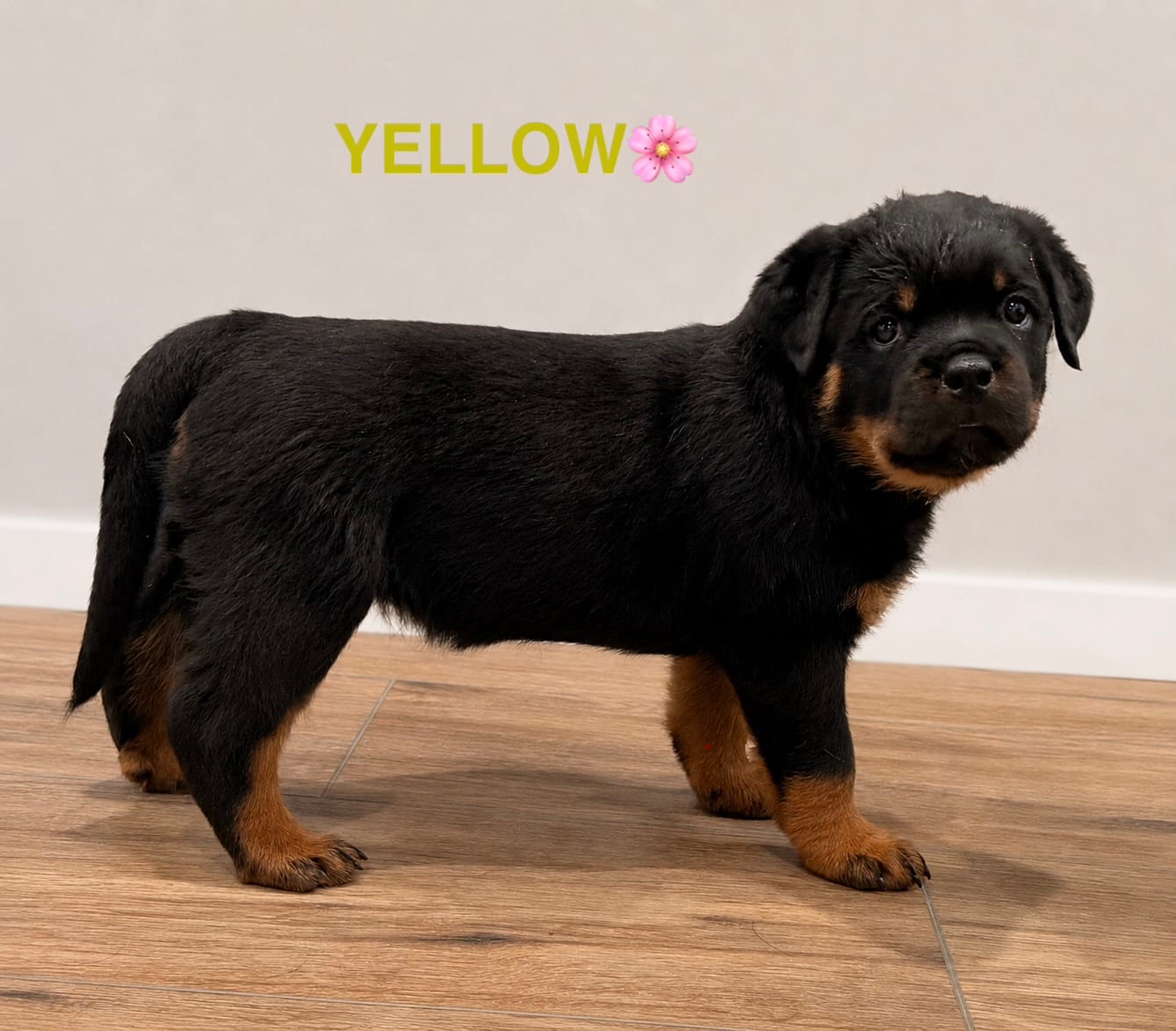 Yellow Girl – Rottweiler puppy for sale in Wilmington, NC