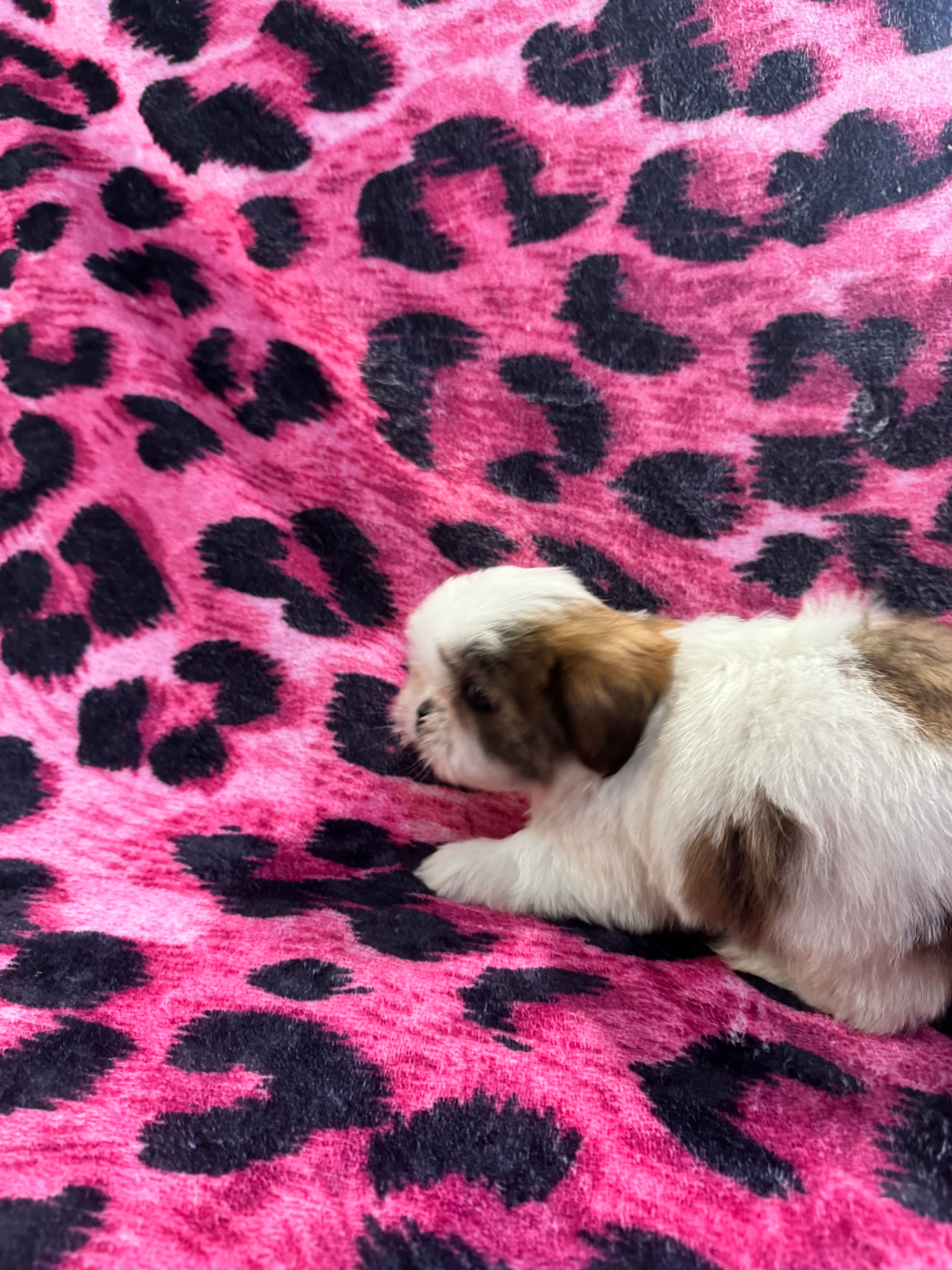 Brown and white tiny boy – Shih Tzu puppy for sale in Spartanburg, SC