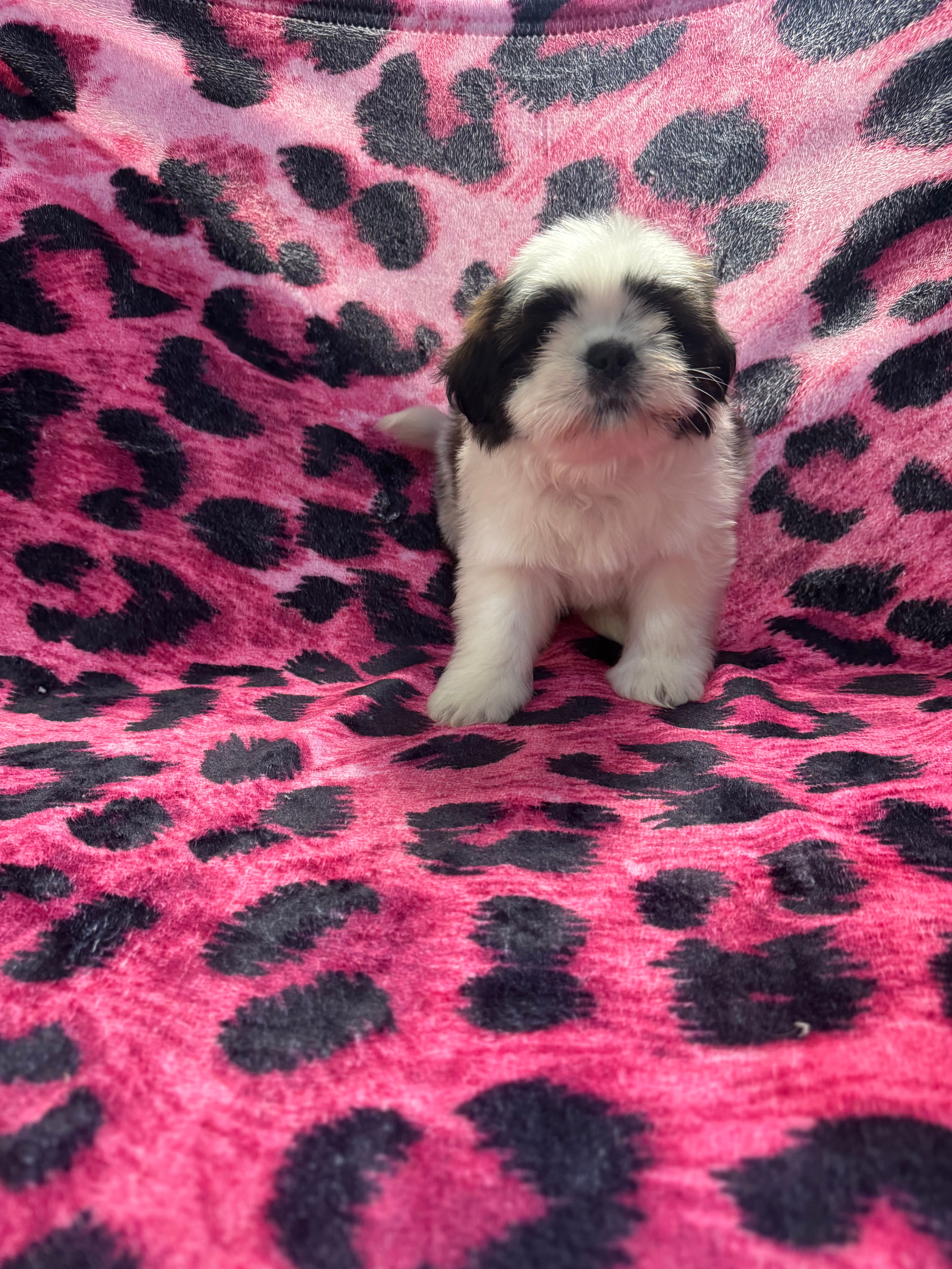 Dark chocolate and white girl – Shih Tzu puppy for sale in Spartanburg, SC
