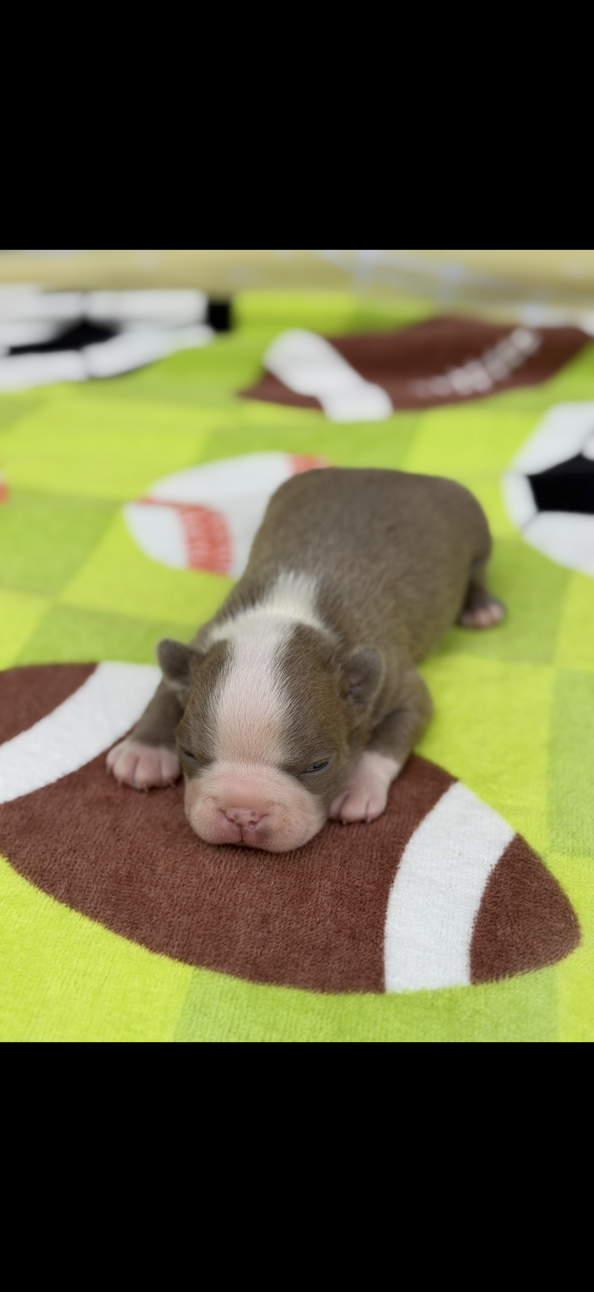 Luke-AKC – Boston Terrier puppy for sale in Konawa, OK