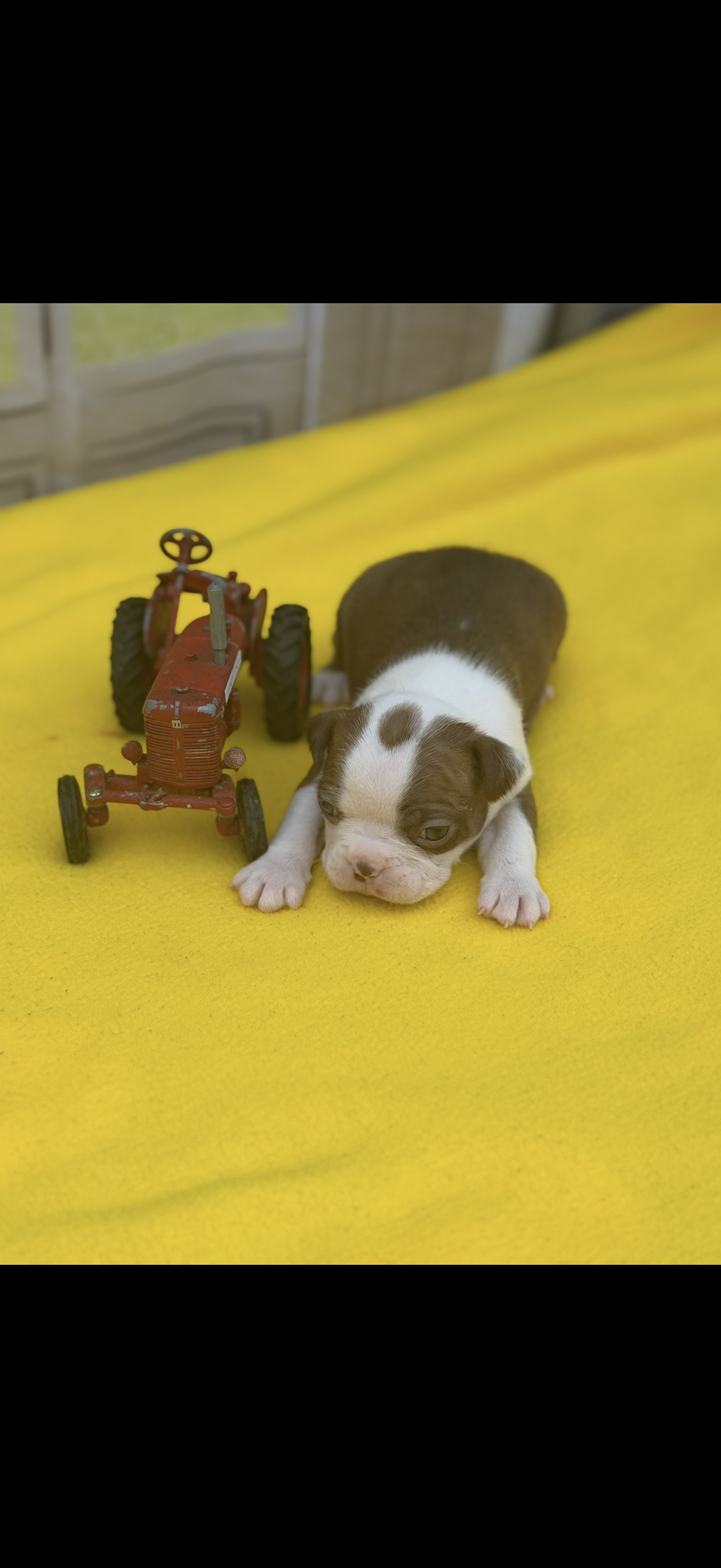 Timmy-AKC – Boston Terrier puppy for sale in Konawa, OK