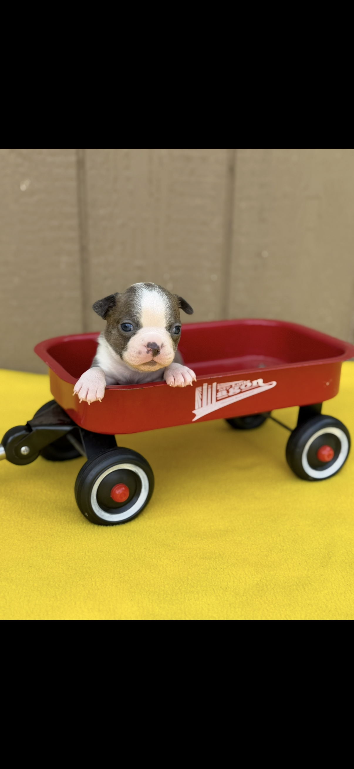 Dawson-AKC – Boston Terrier puppy for sale in Konawa, OK