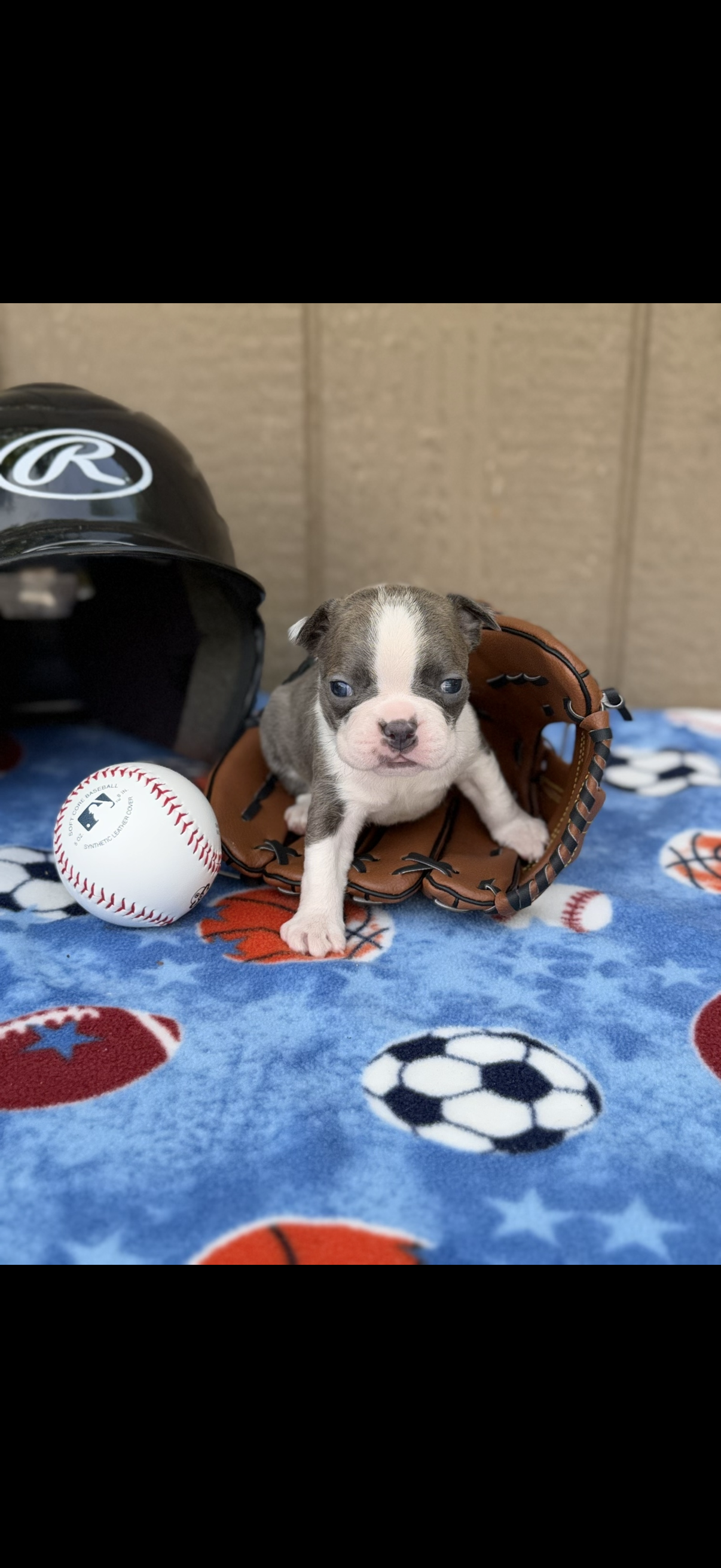 Denver-AKC – Boston Terrier puppy for sale in Konawa, OK