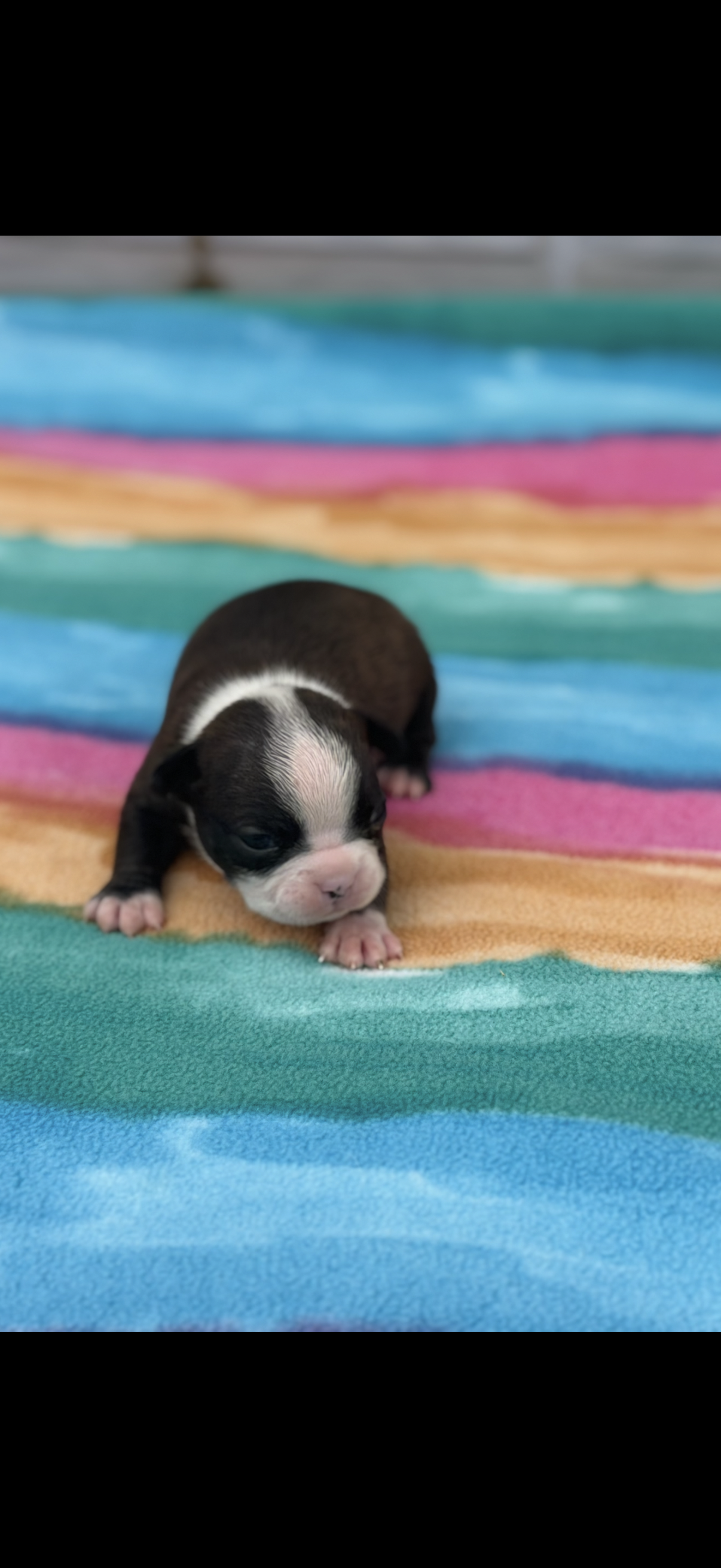 Lainey – Boston Terrier puppy for sale in Konawa, OK