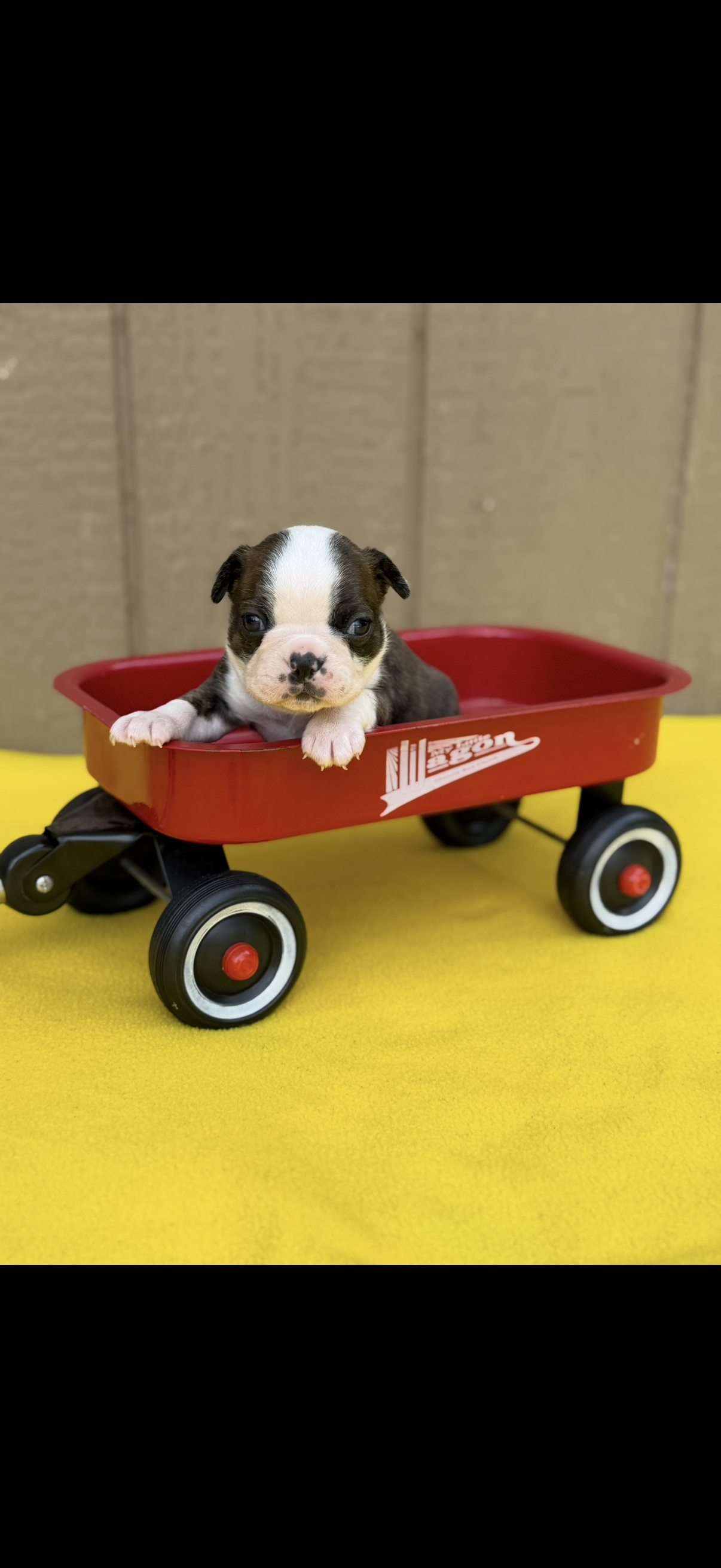 Tyson-AKC – Boston Terrier puppy for sale in Konawa, OK