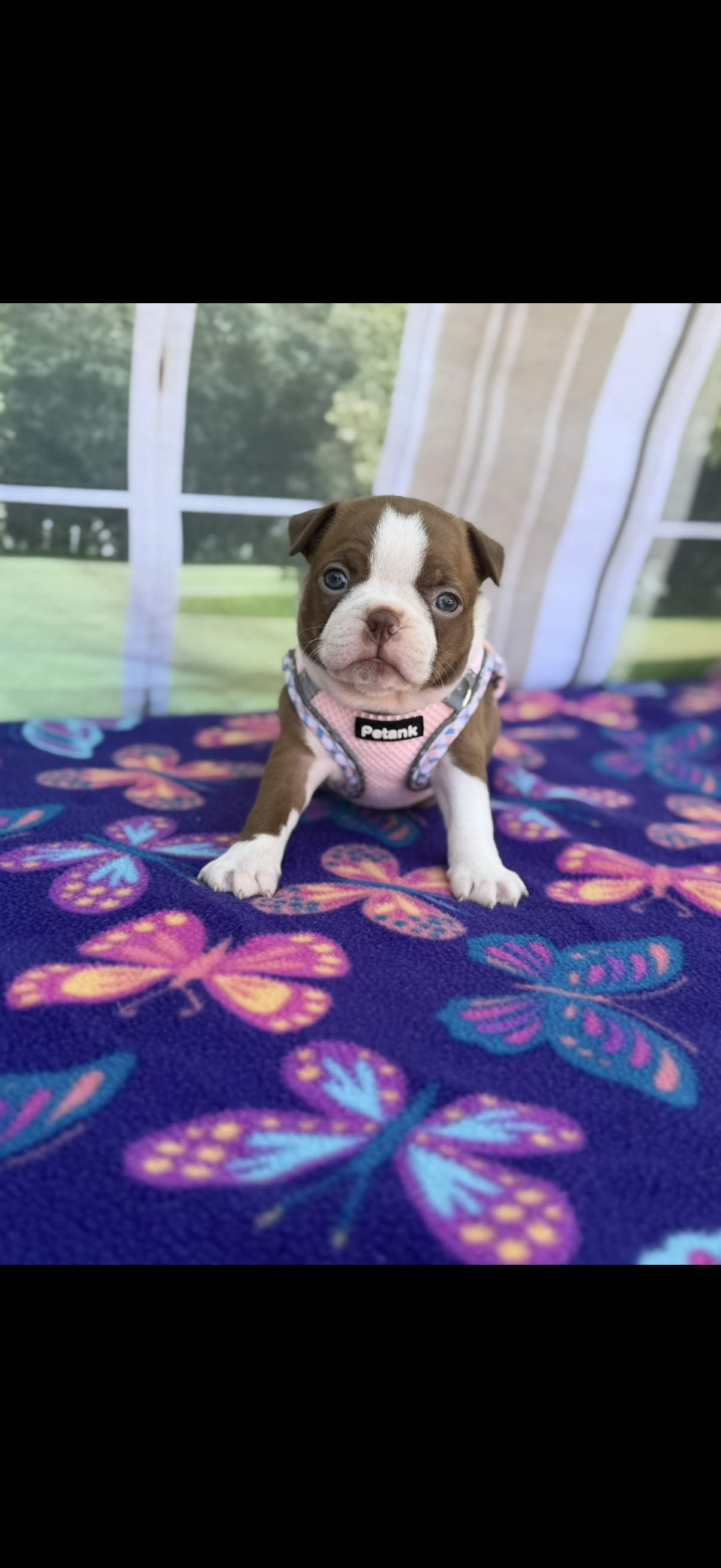 Annie-akc – Boston Terrier puppy for sale in Konawa, OK