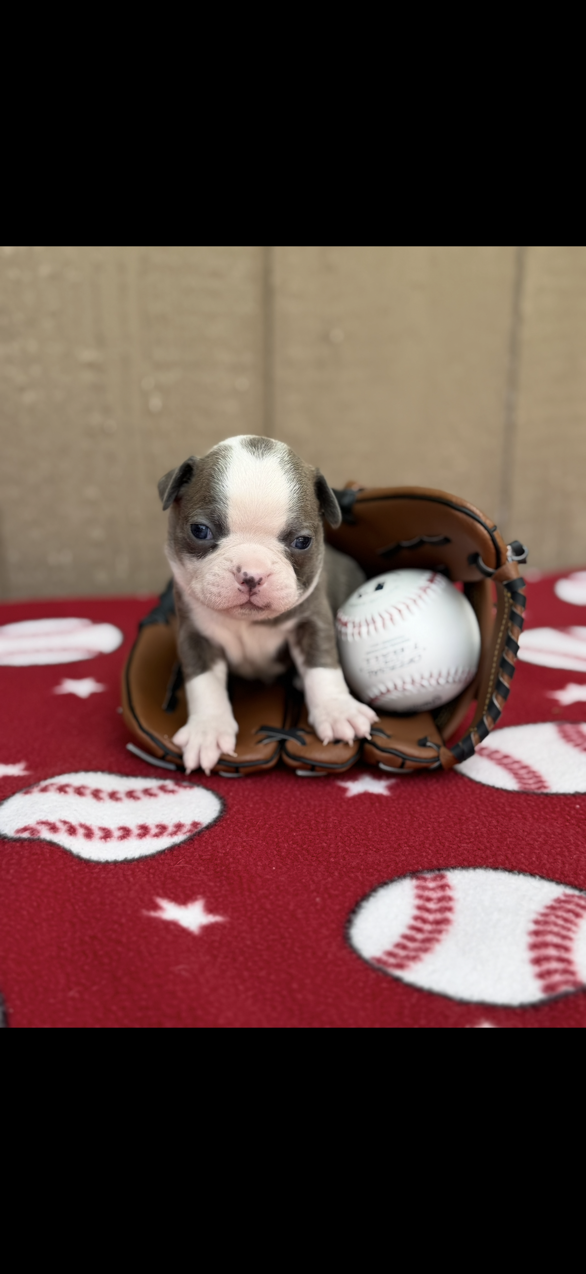 Jesse-AKC – Boston Terrier puppy for sale in Konawa, OK