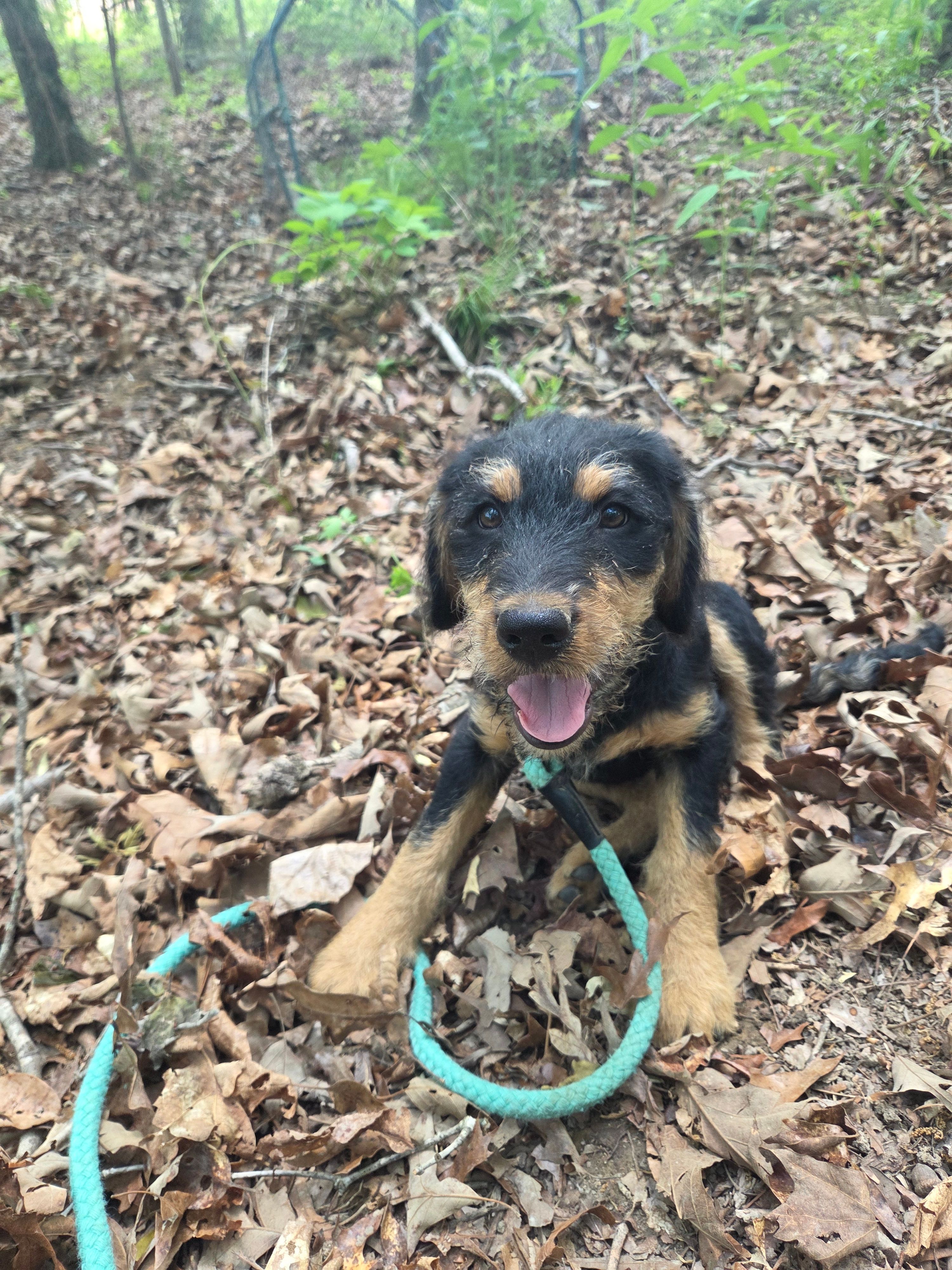 Shorty – Shepadoodle puppy for sale in Mount Pleasant, TN