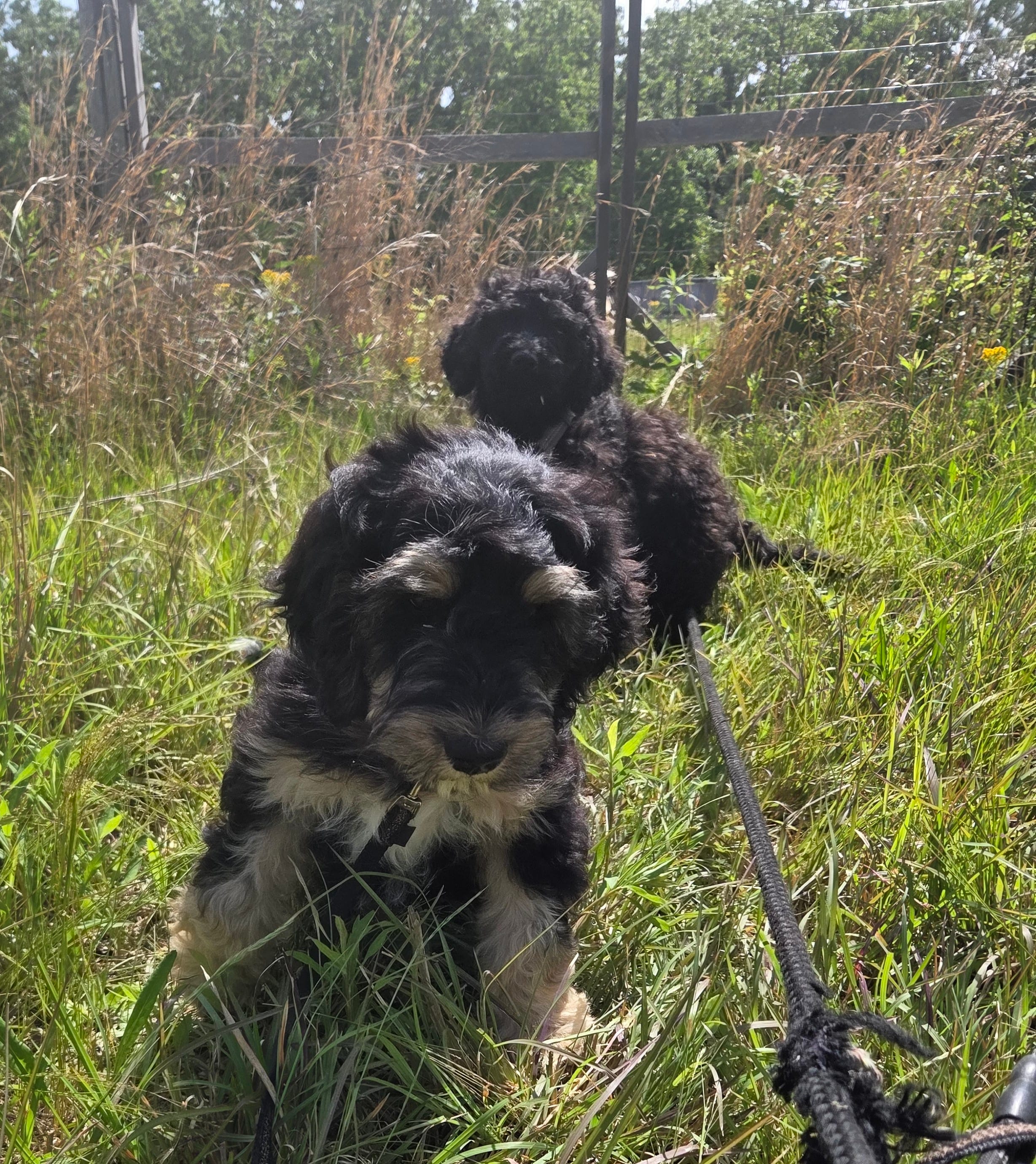 Abby – Shepadoodle puppy for sale in Mount Pleasant, TN