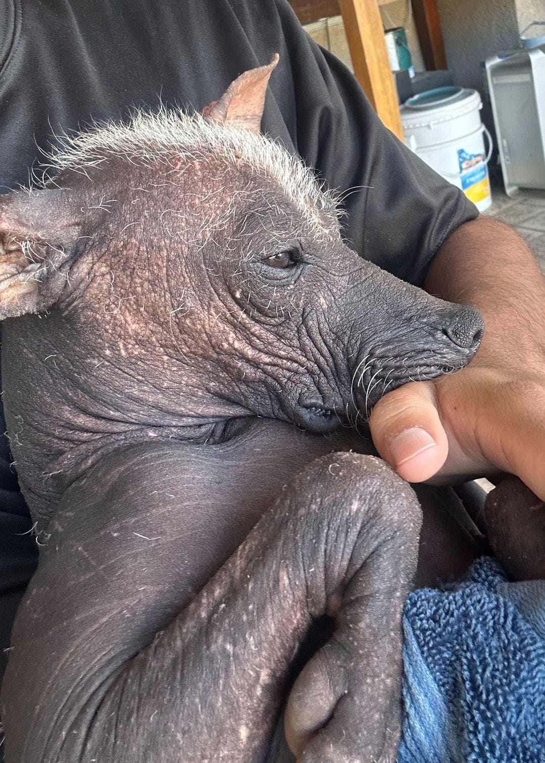 Xoloitzcuintle Luna puppy #2 – Xoloitzcuintli puppy for sale in Merced, CA