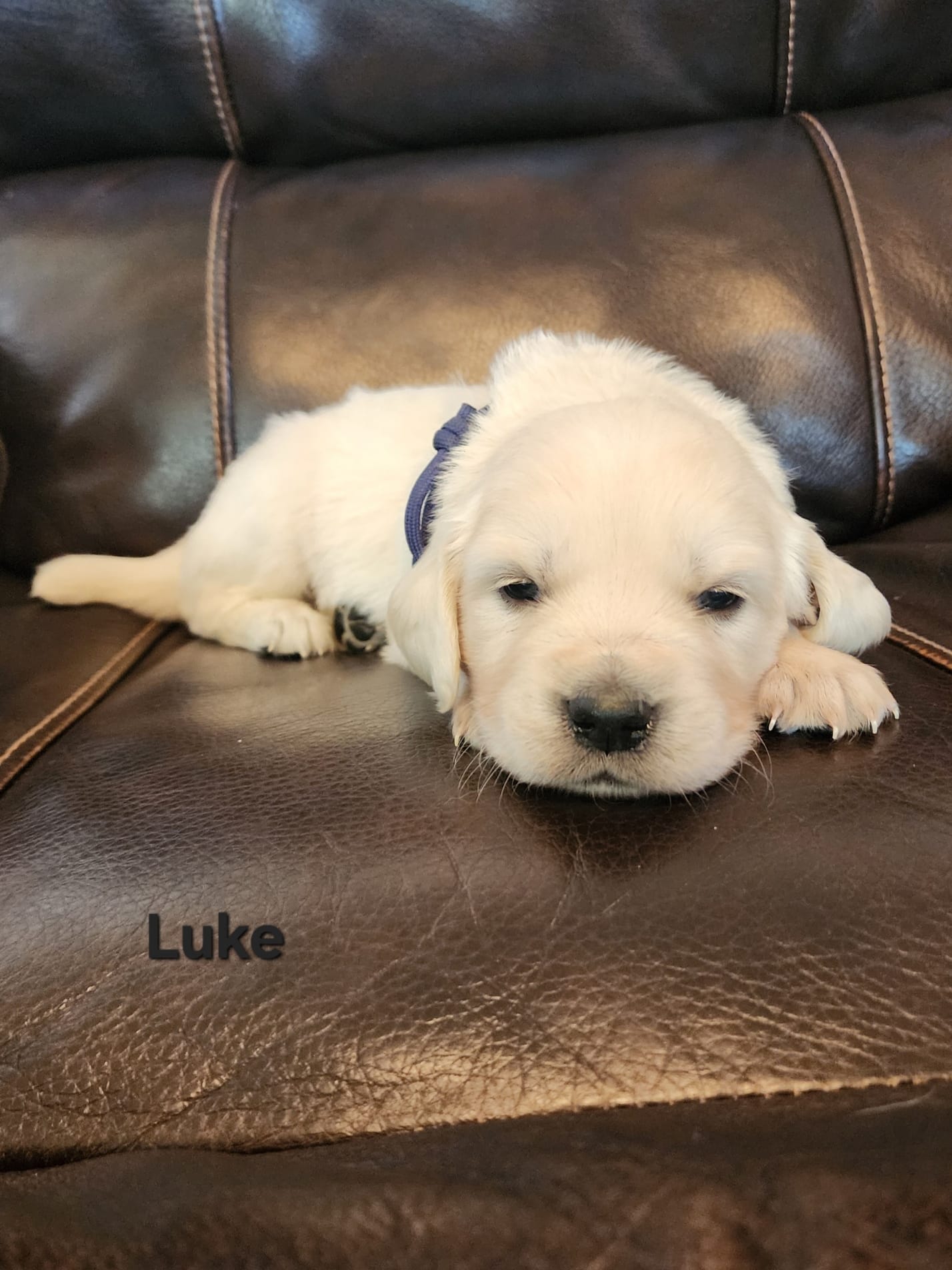 Luke Black boy – English Cream Golden Retriever puppy for sale in Cortez, CO