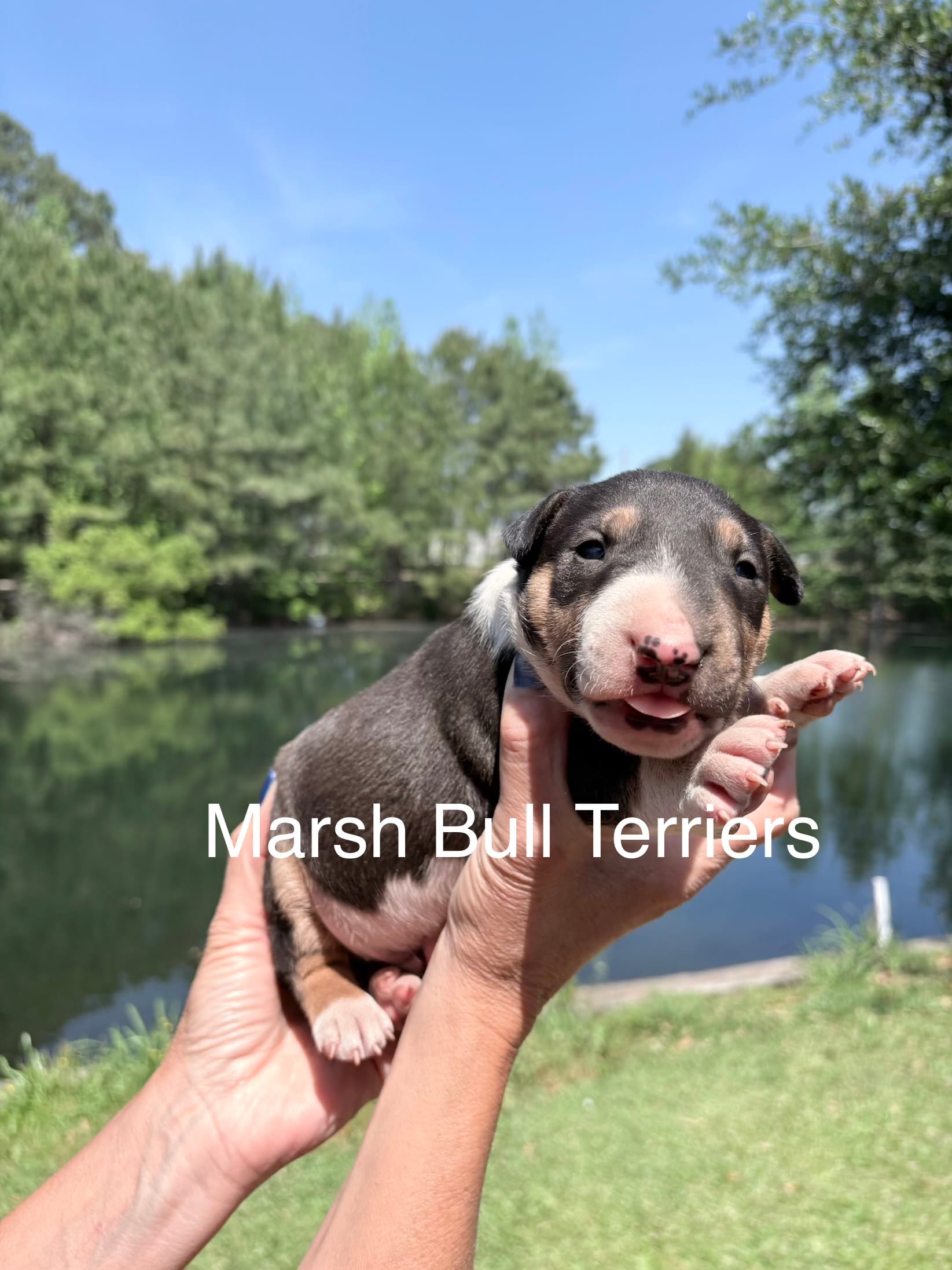 Male #1 – Bull Terrier puppy for sale in Lumber Bridge, NC