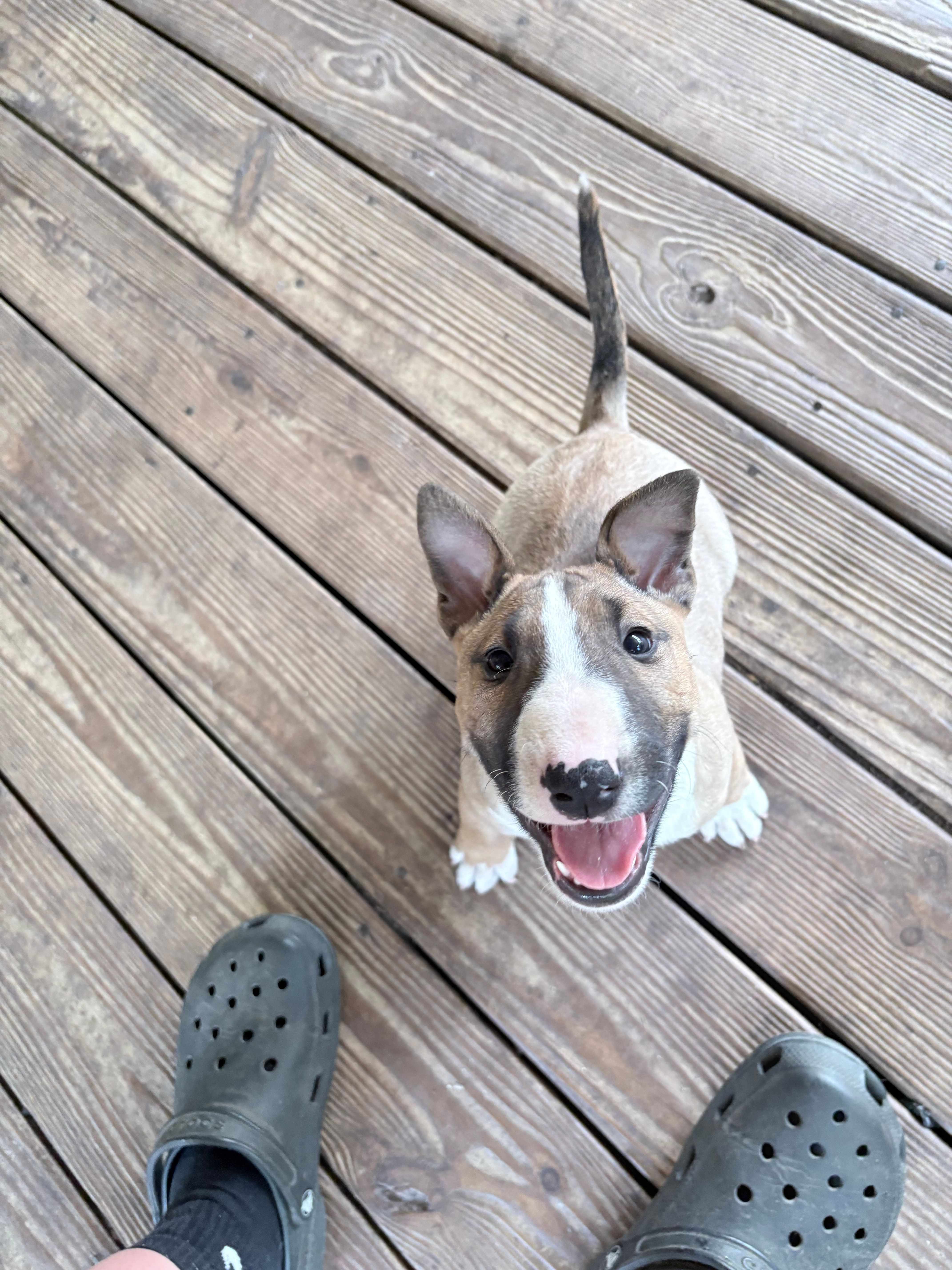 Female #1 – Bull Terrier puppy for sale in Lumber Bridge, NC
