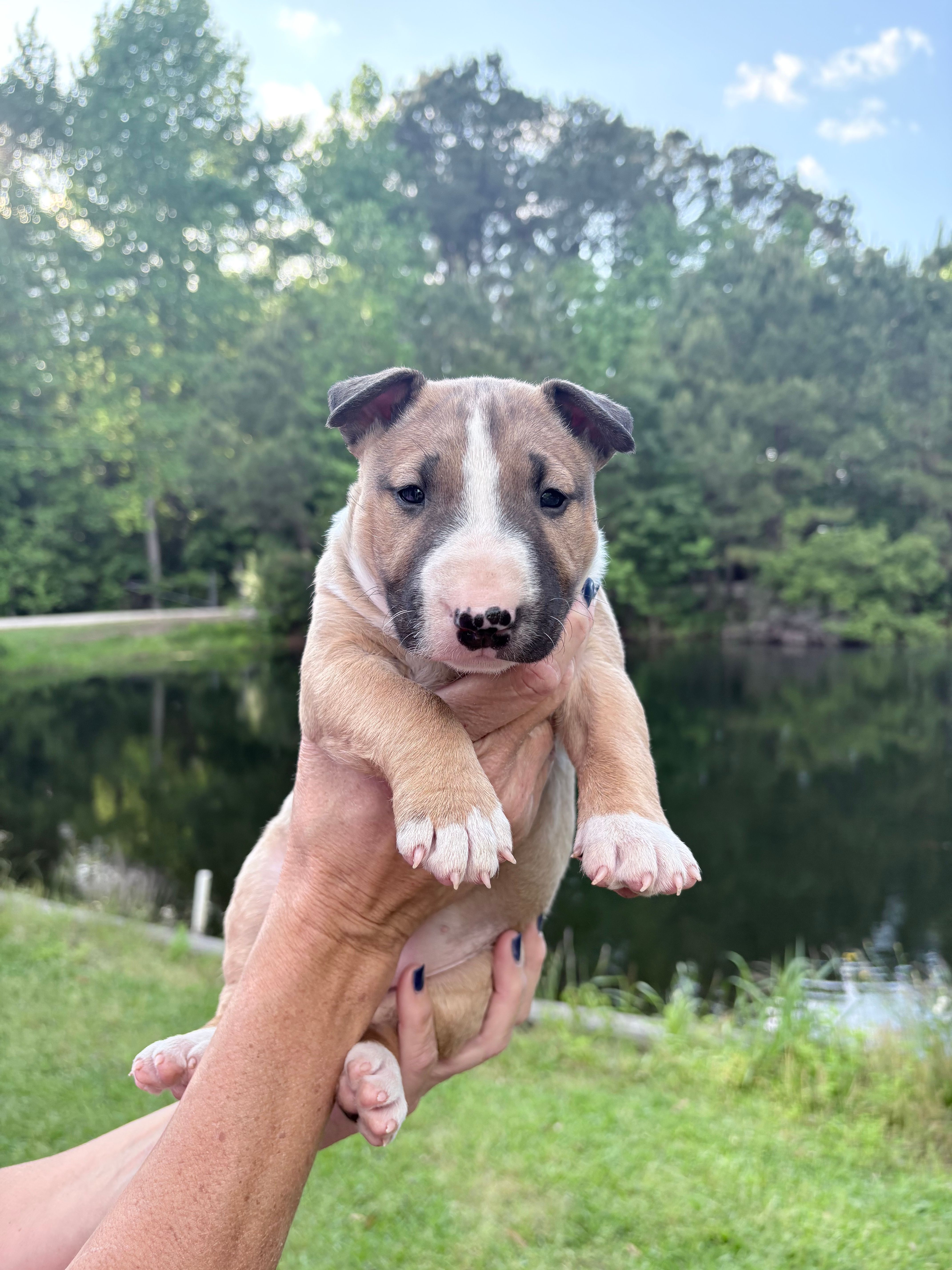 Female #1 – Bull Terrier puppy for sale in Lumber Bridge, NC
