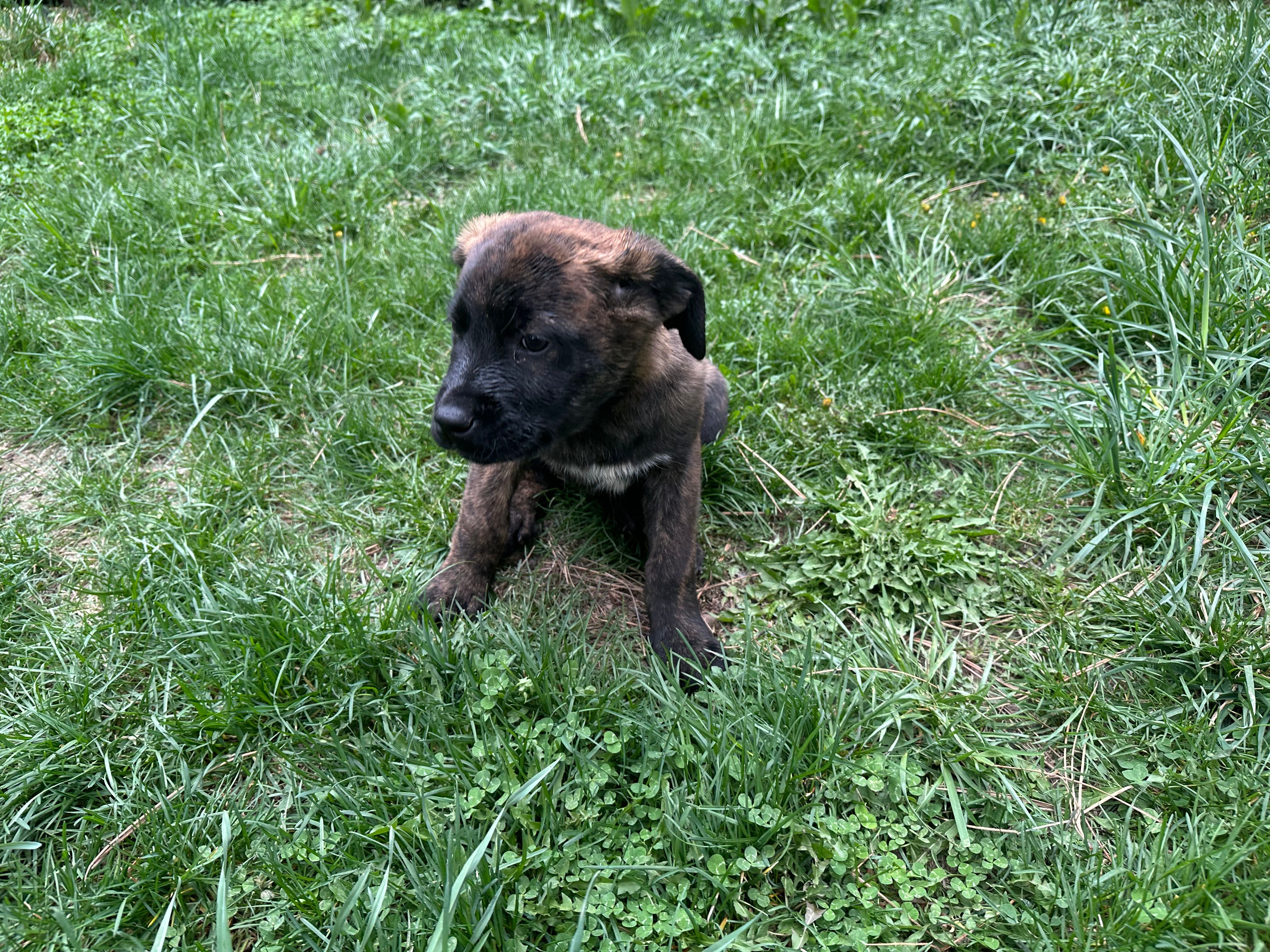 Corso plus Shepherd – Anatolian Shepherd Dog, Cane Corso puppy on hold in Peyton, CO