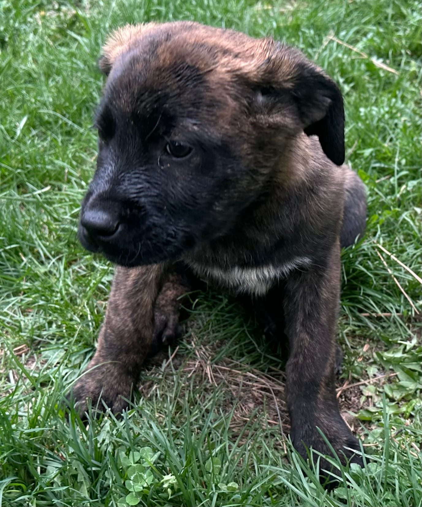 Corso plus Shepherd – Anatolian Shepherd Dog, Cane Corso puppy on hold in Peyton, CO