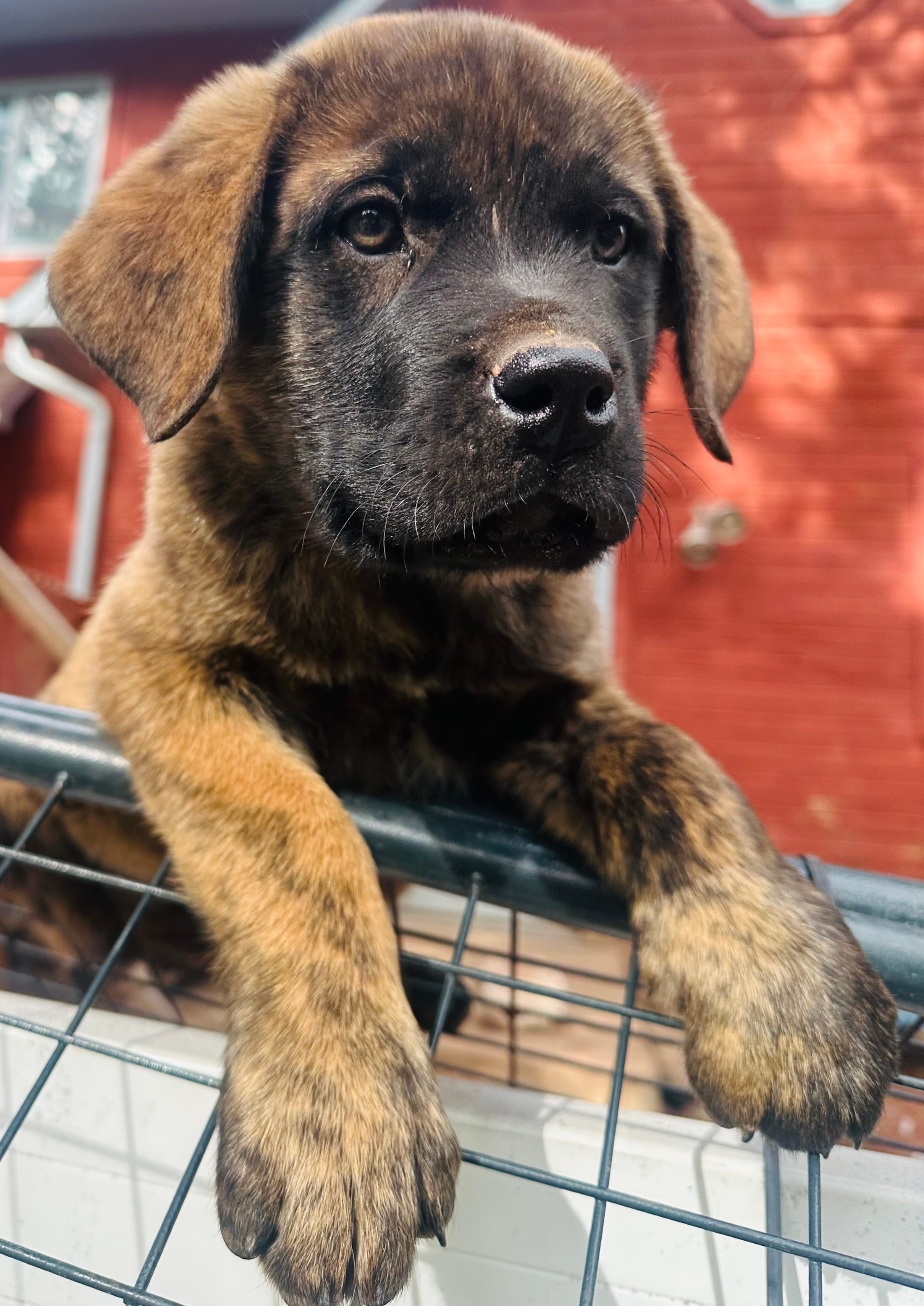 Corso/Shepherd – Anatolian Shepherd Dog, Cane Corso puppy for sale in Peyton, CO