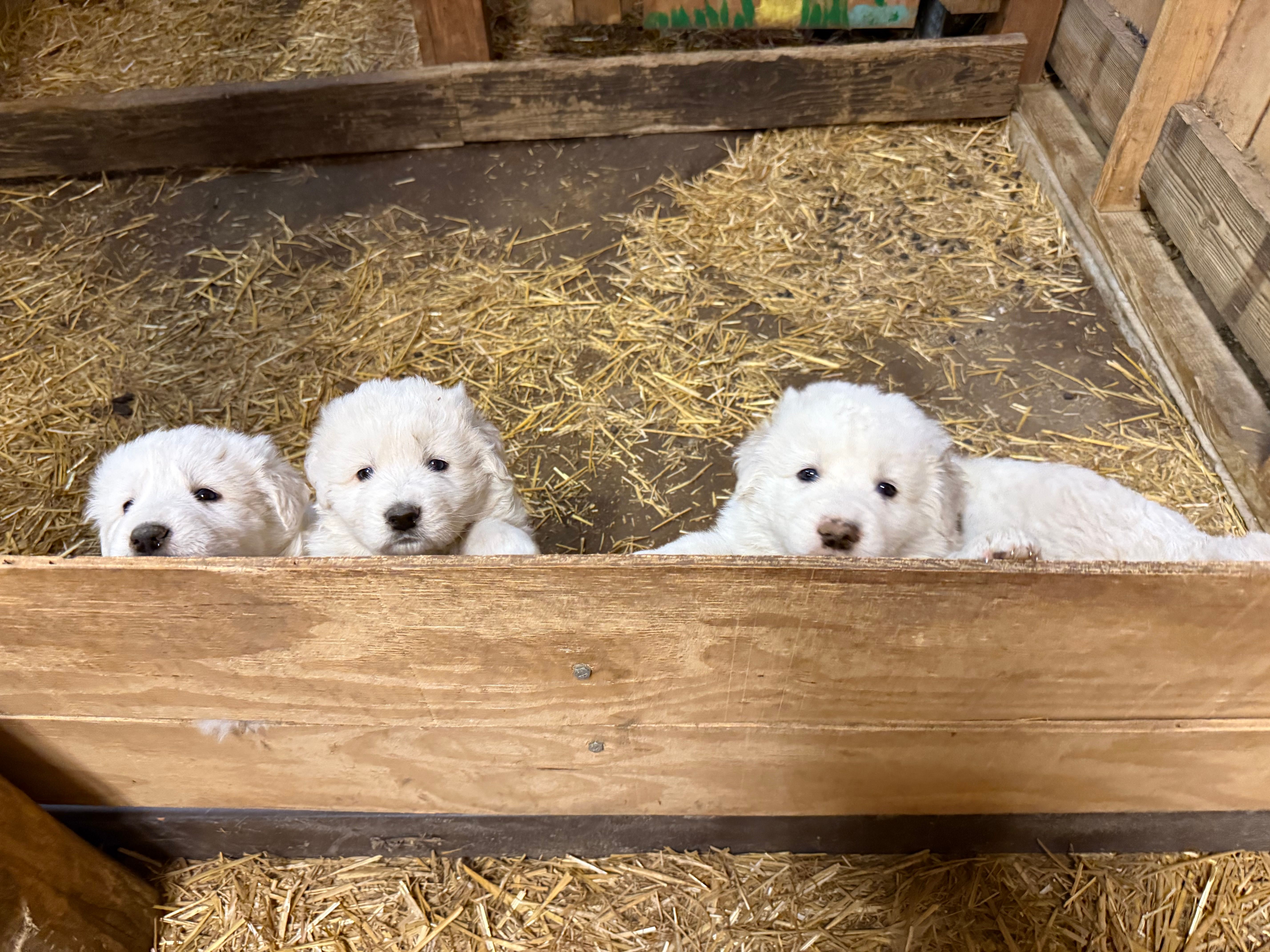 Deep Blue – Maremma Sheepdog puppy for sale in Borden, IN