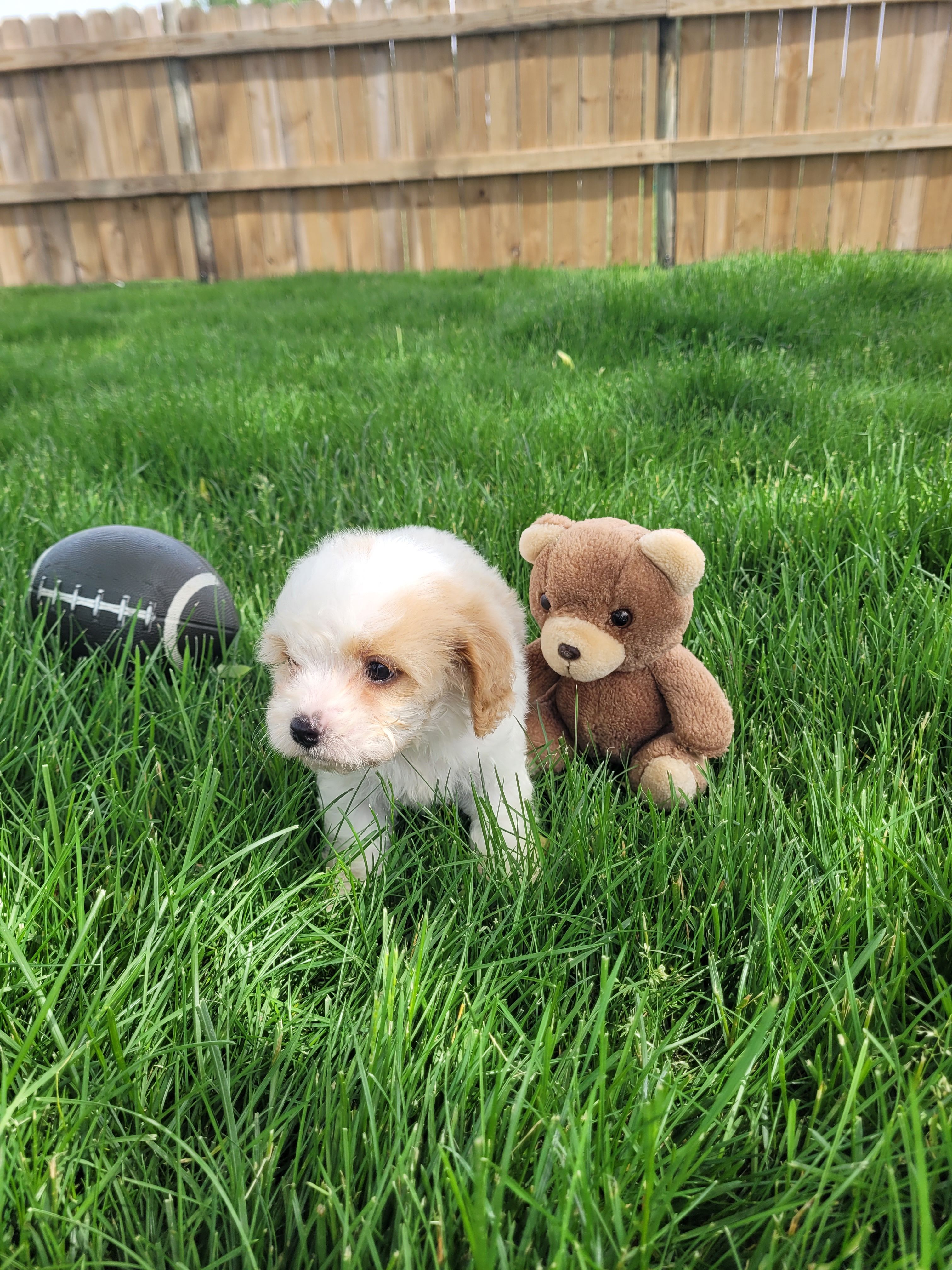 Charlie, a male Cavapoo for sale in Topeka, IN – 2 of 5