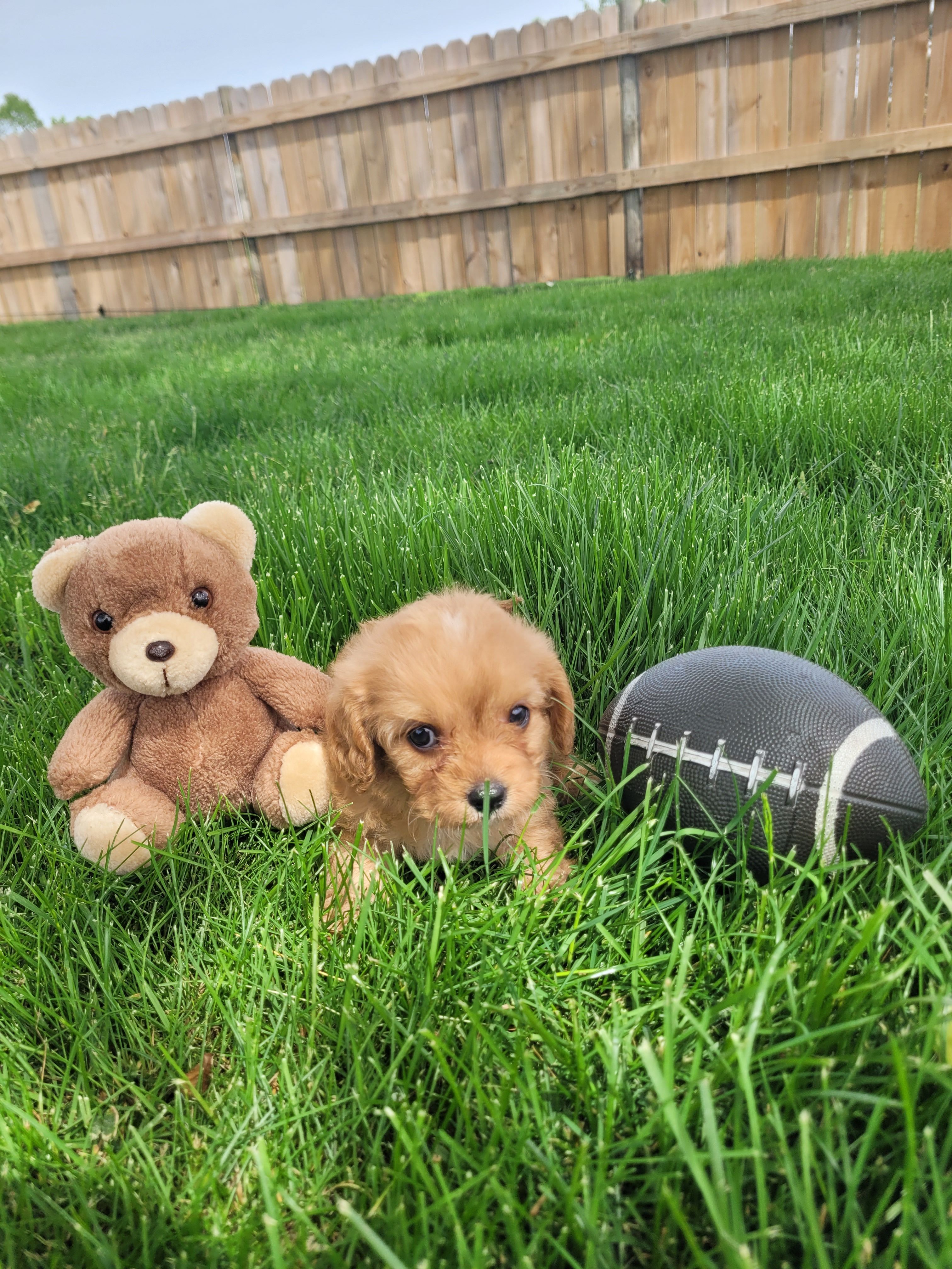 Teddy – Cavapoo puppy for sale in Topeka, IN