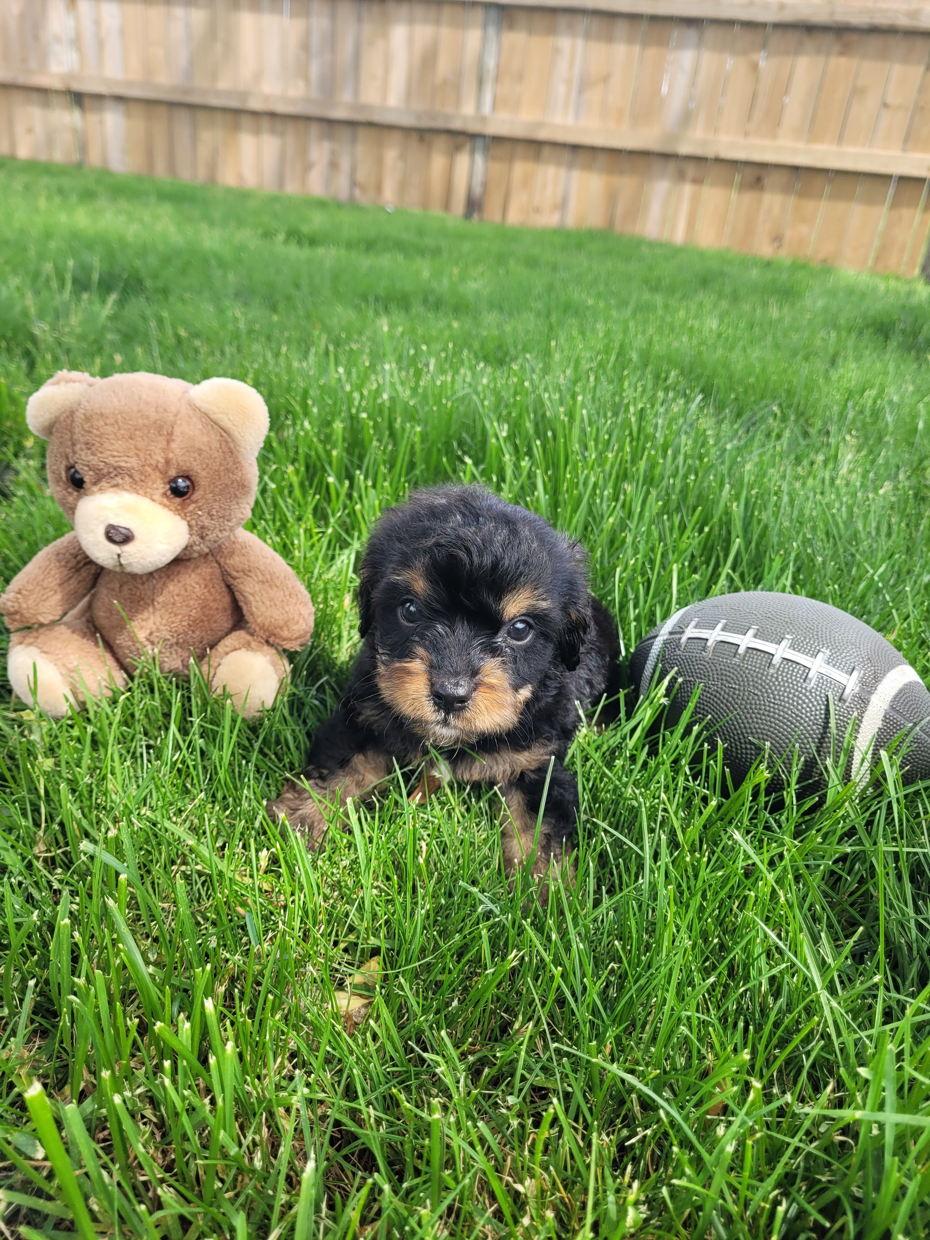 Milo, a male Cavapoo for sale in Topeka, IN – 5 of 6