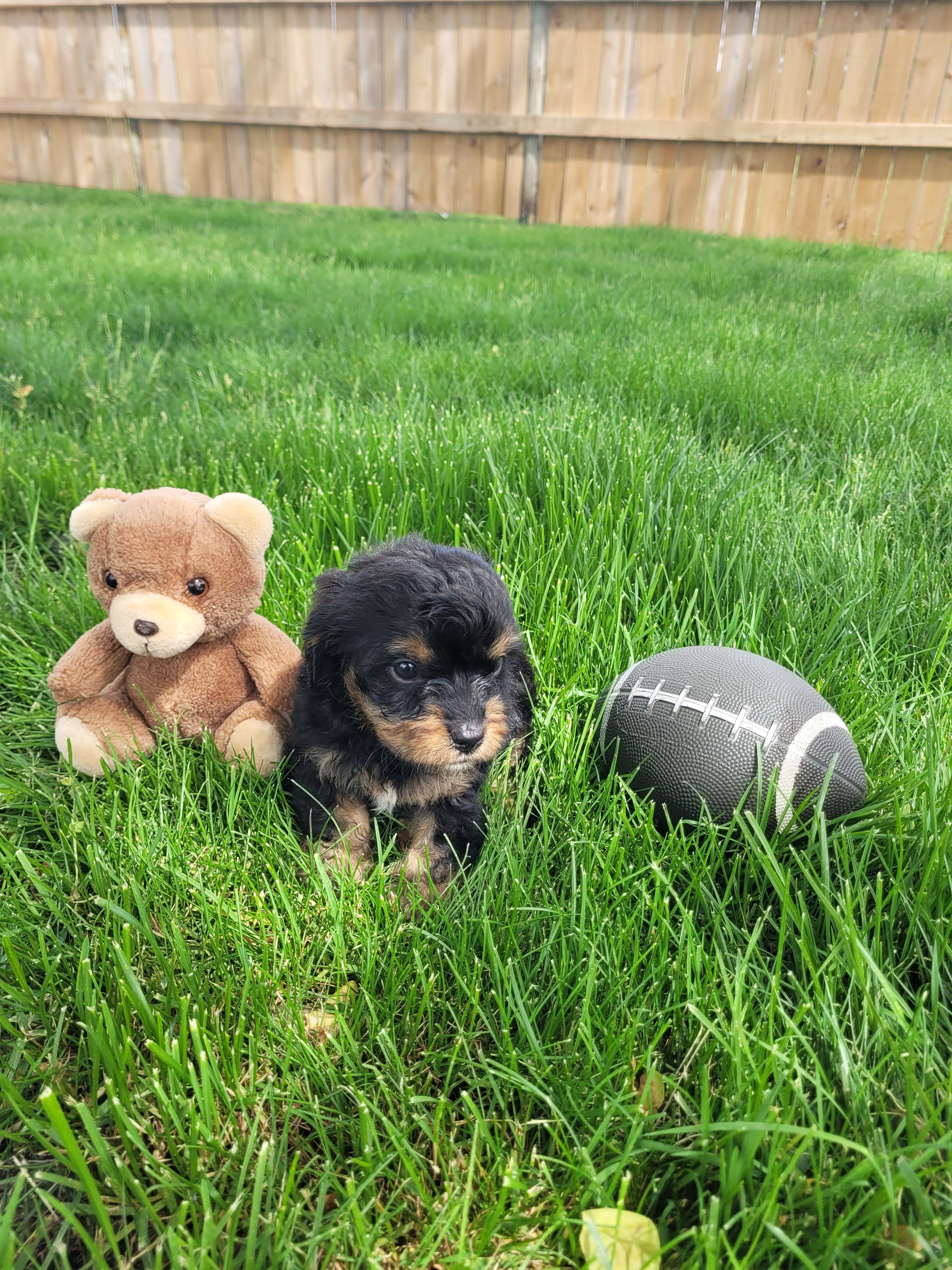 Milo, a male Cavapoo for sale in Topeka, IN – 4 of 6