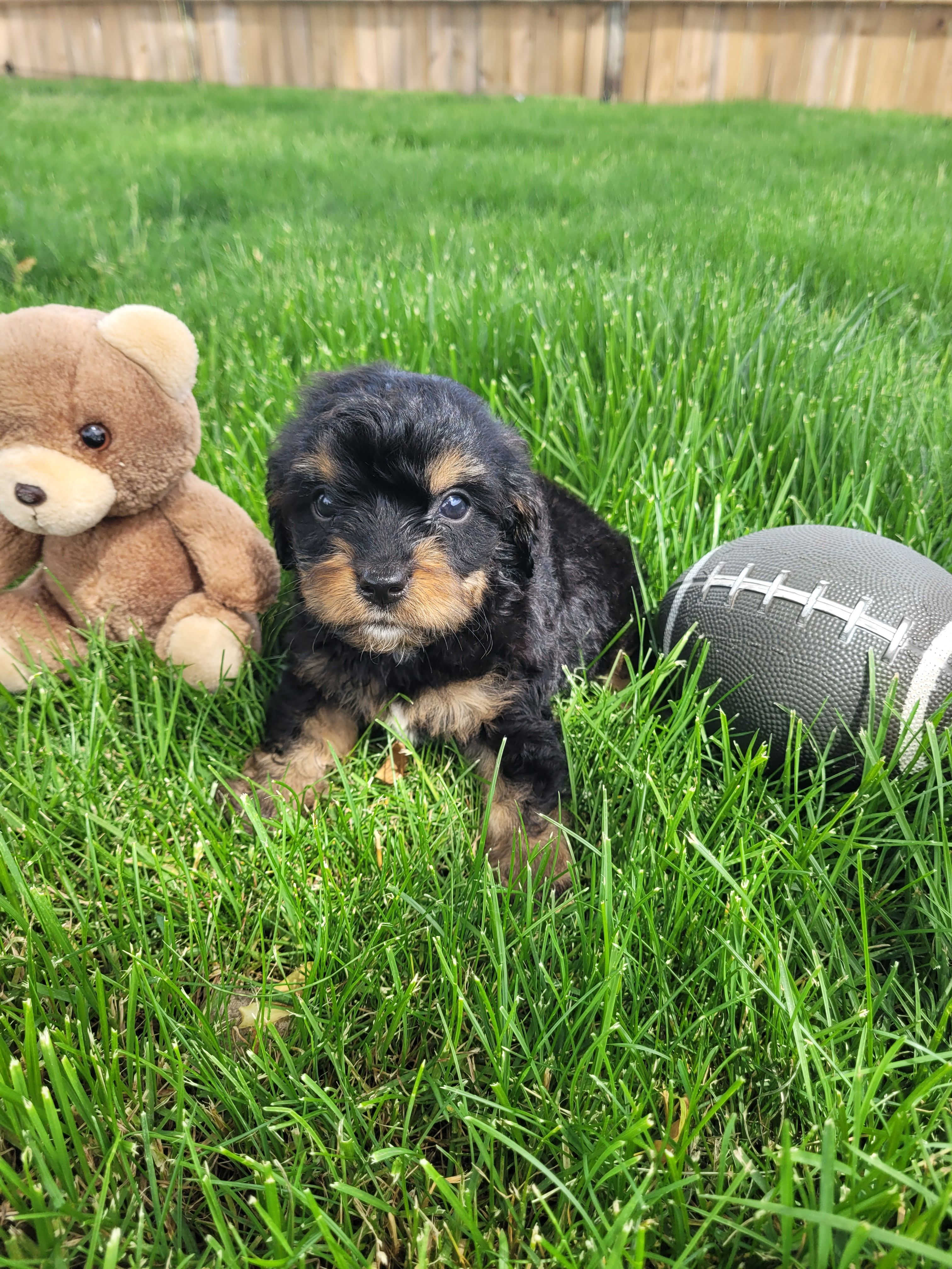 Milo, a male Cavapoo for sale in Topeka, IN – 3 of 6