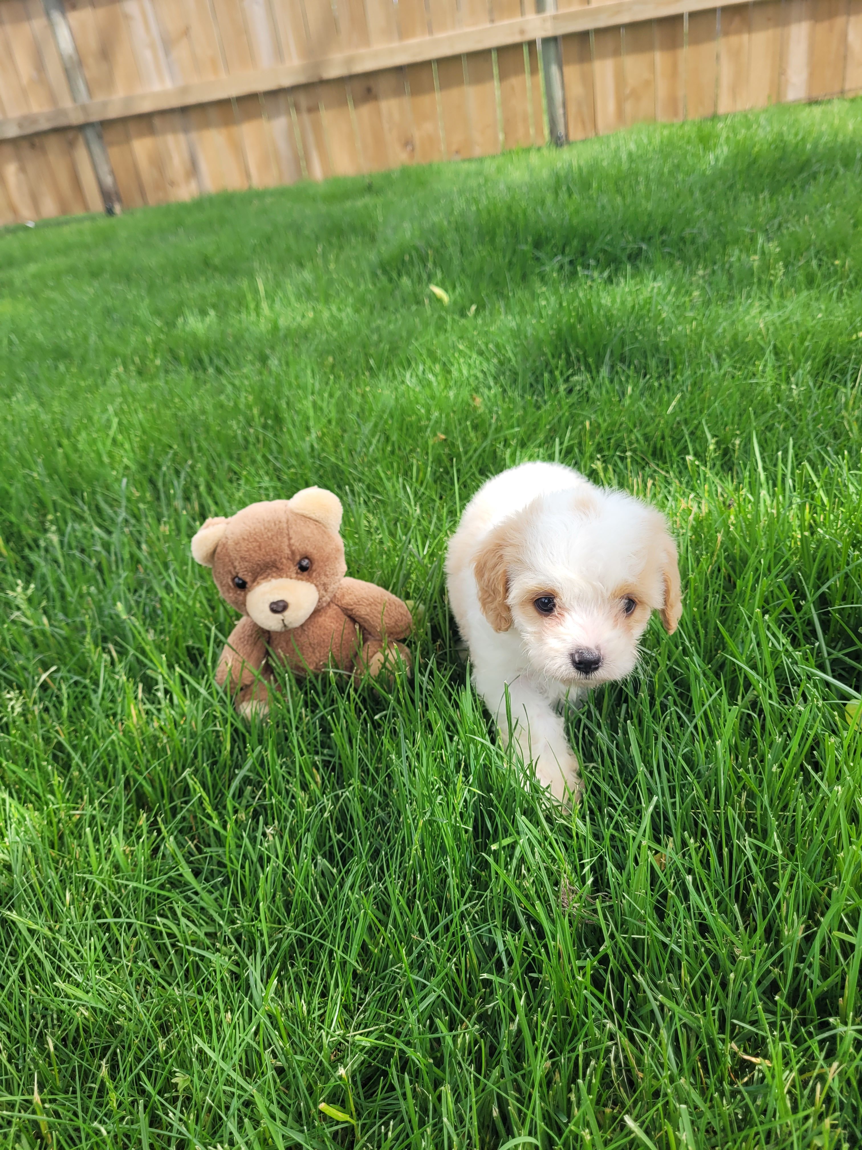 Charlie, a male Cavapoo for sale in Topeka, IN – 4 of 5