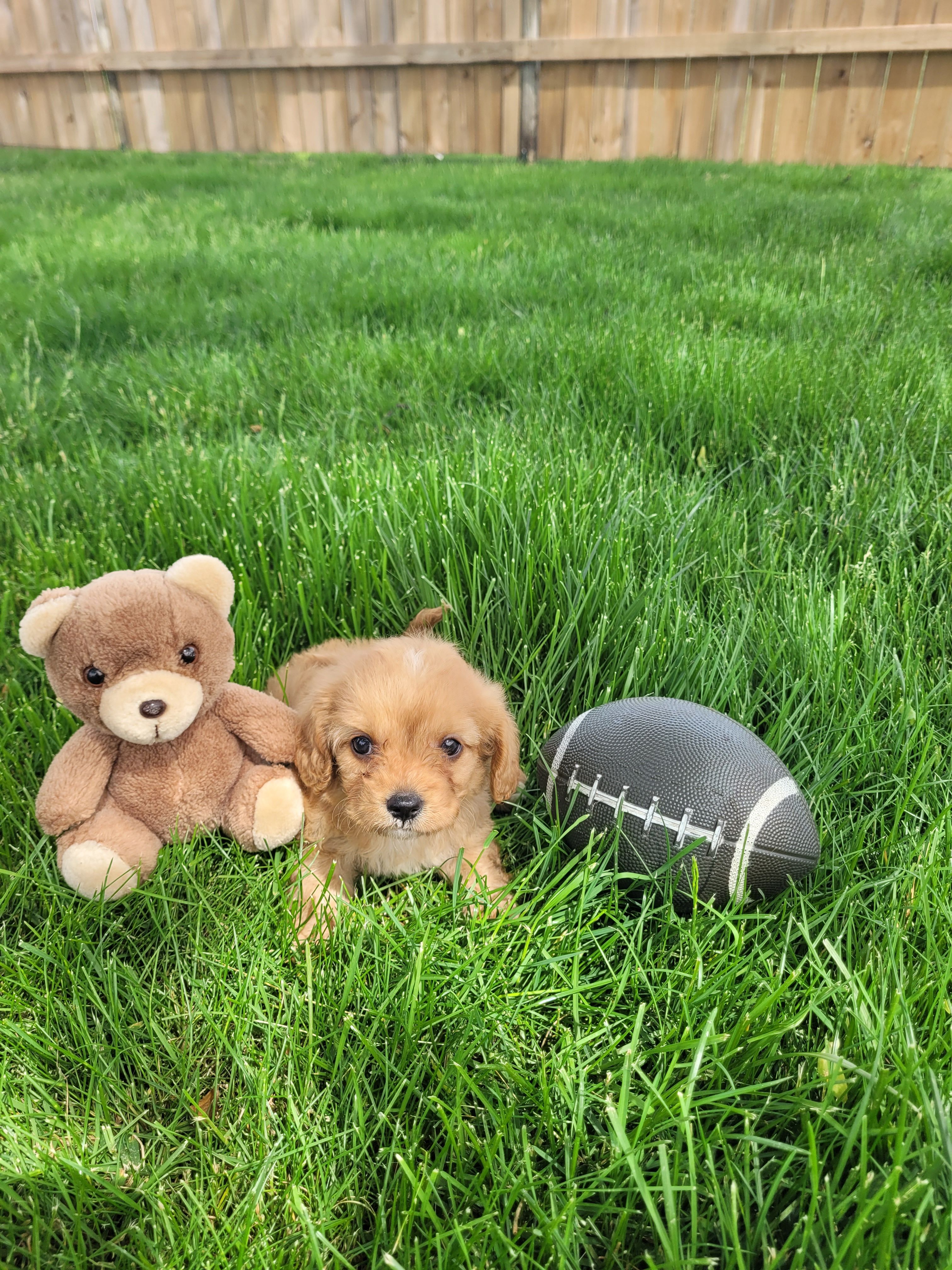 Teddy, a male Cavapoo for sale in Topeka, IN – 2 of 5