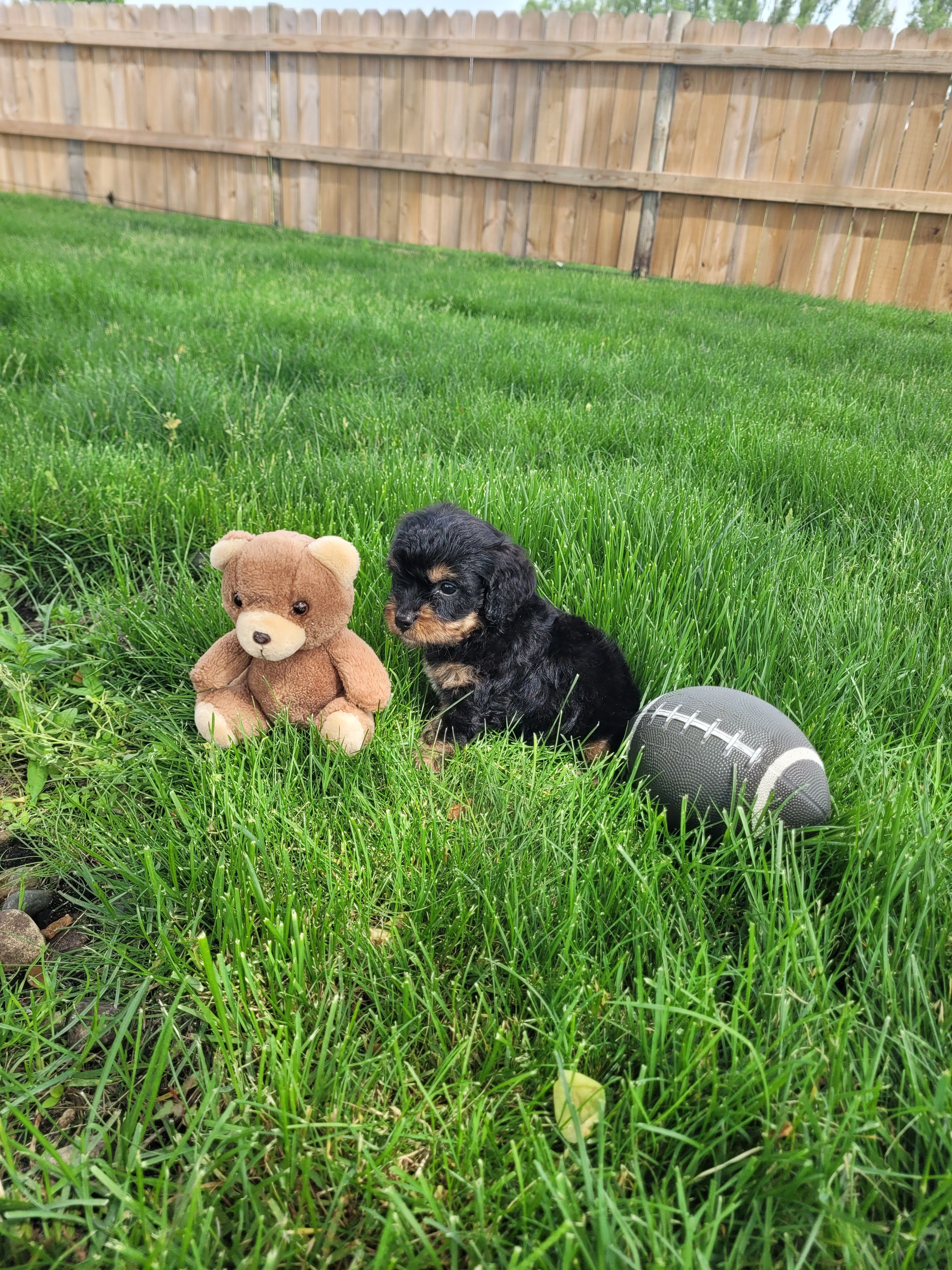 Milo, a male Cavapoo for sale in Topeka, IN – 6 of 6