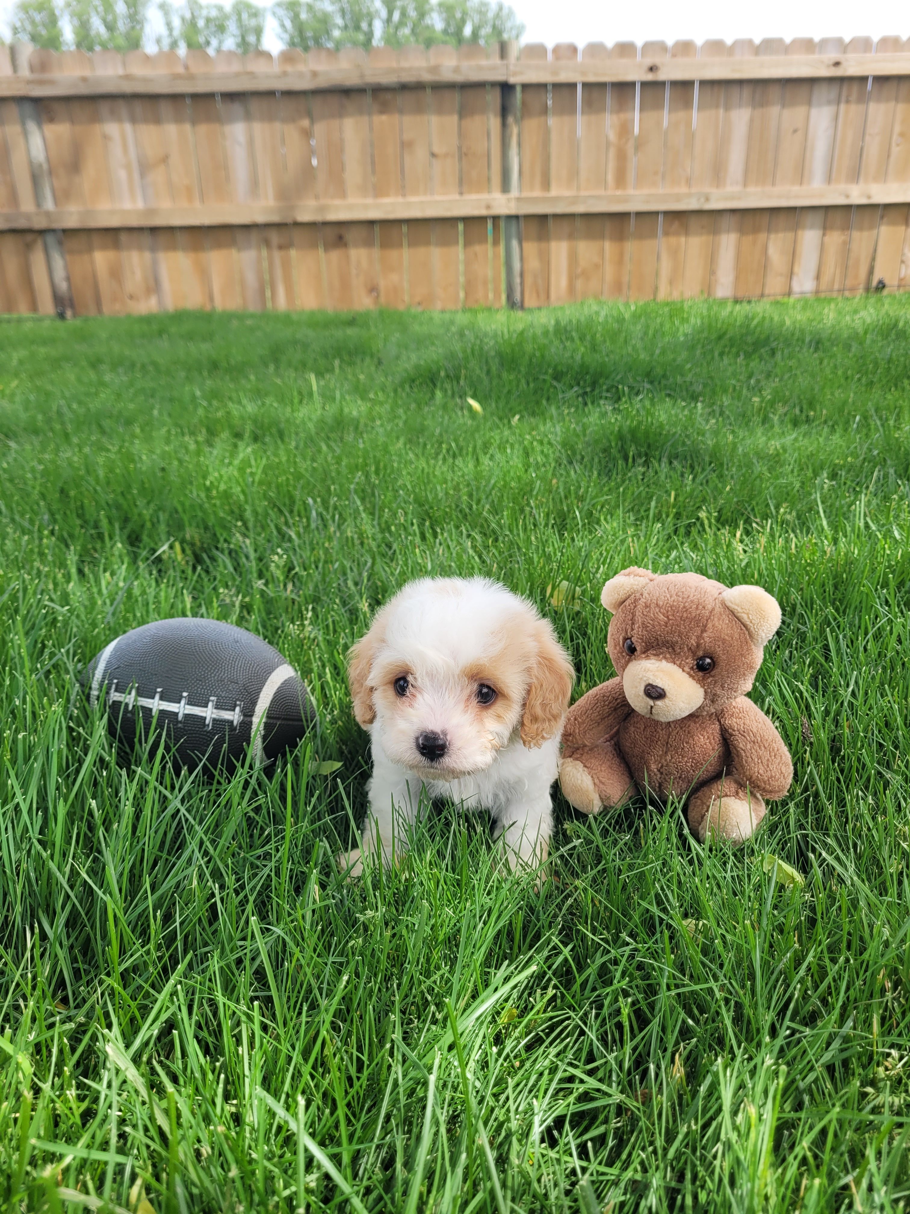 Charlie, a male Cavapoo for sale in Topeka, IN – 3 of 5