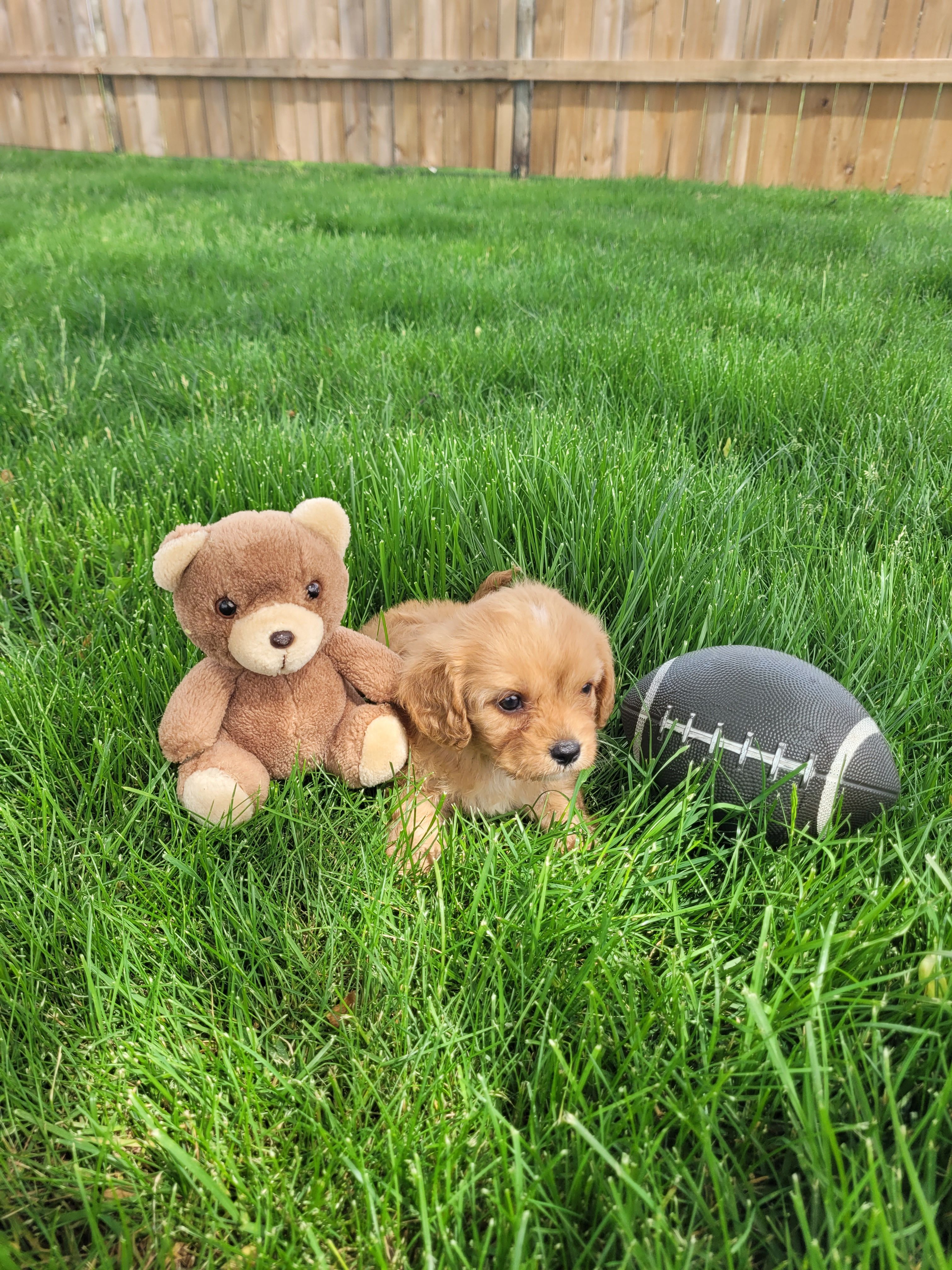 Teddy, a male Cavapoo for sale in Topeka, IN – 3 of 5