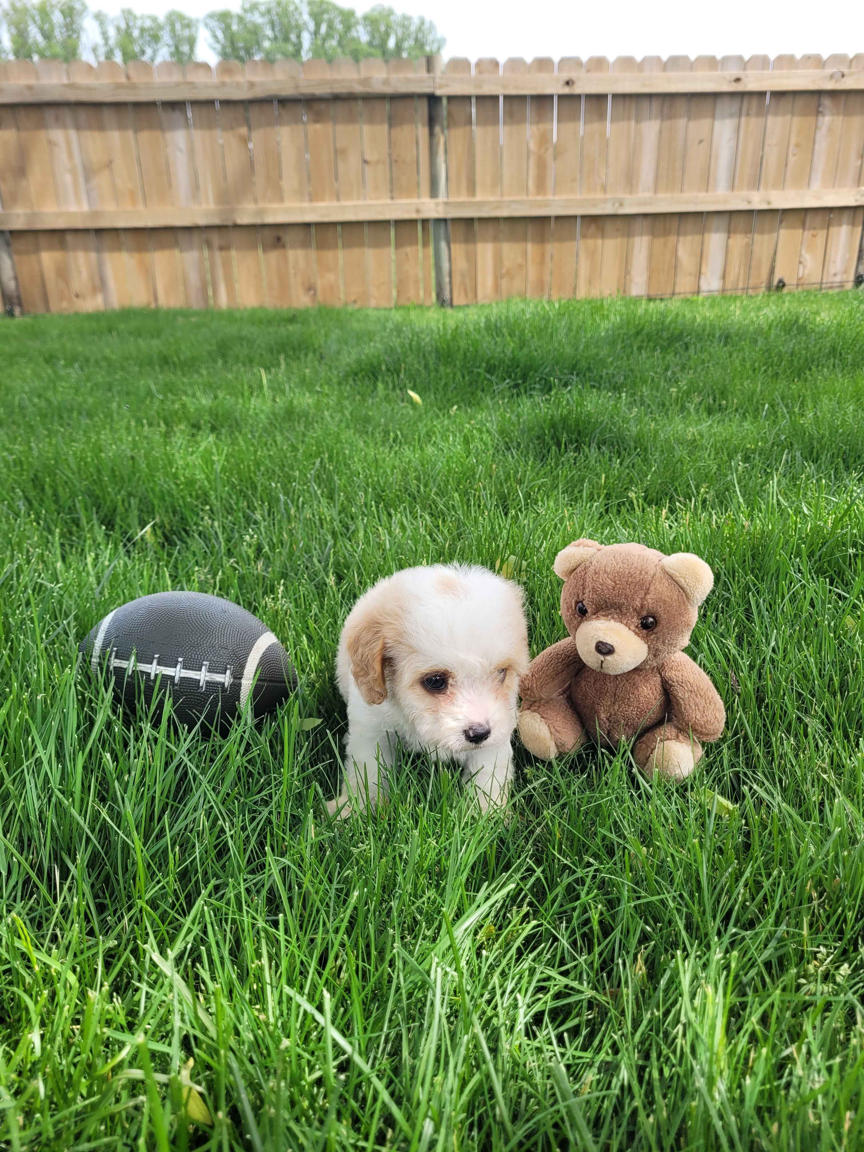 Charlie, a male Cavapoo for sale in Topeka, IN – 5 of 5