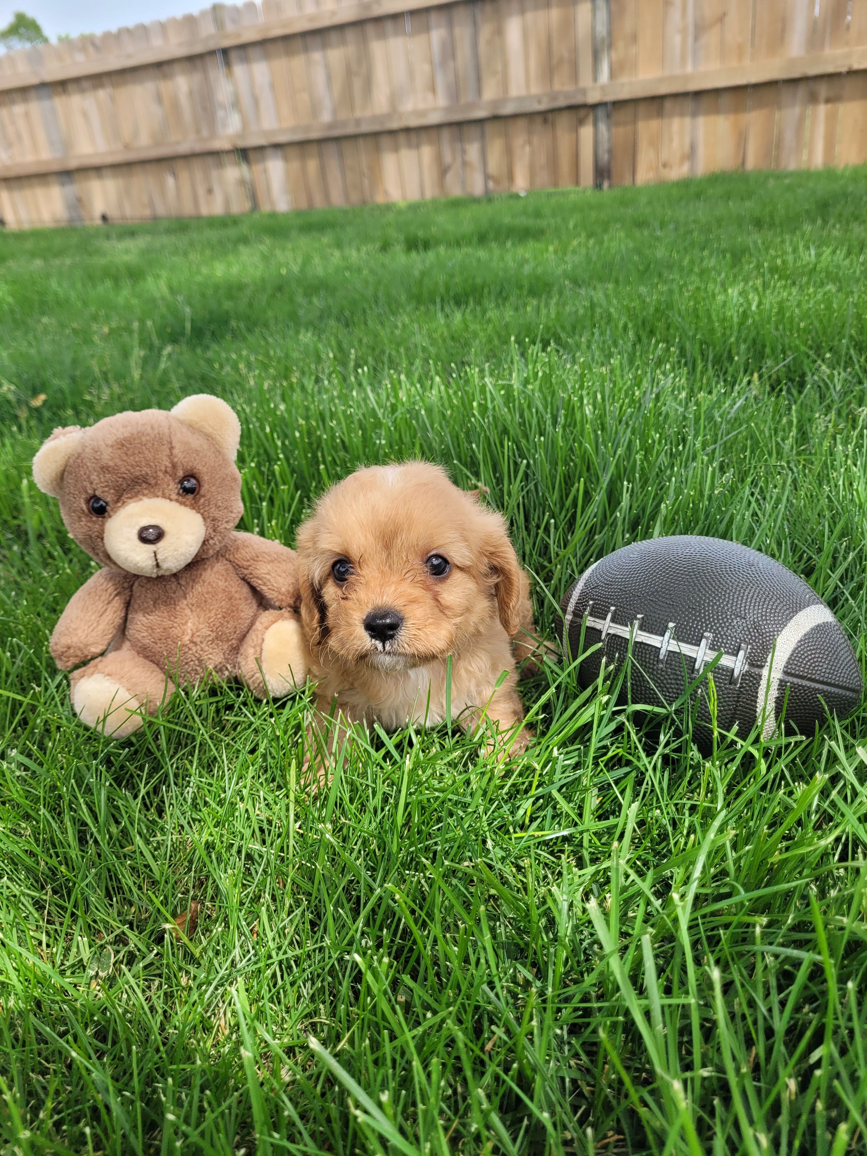Teddy, a male Cavapoo for sale in Topeka, IN – 5 of 5