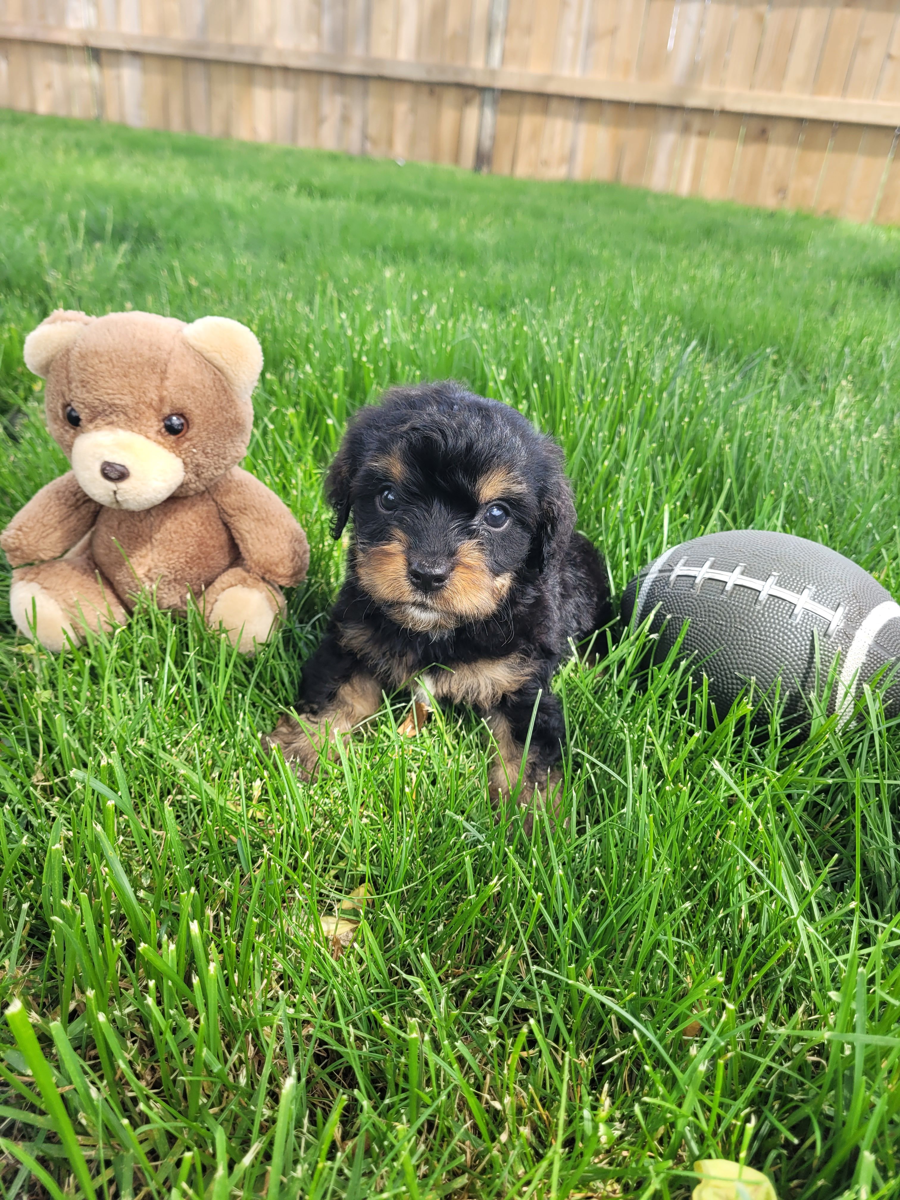 Milo, a male Cavapoo for sale in Topeka, IN – 2 of 6