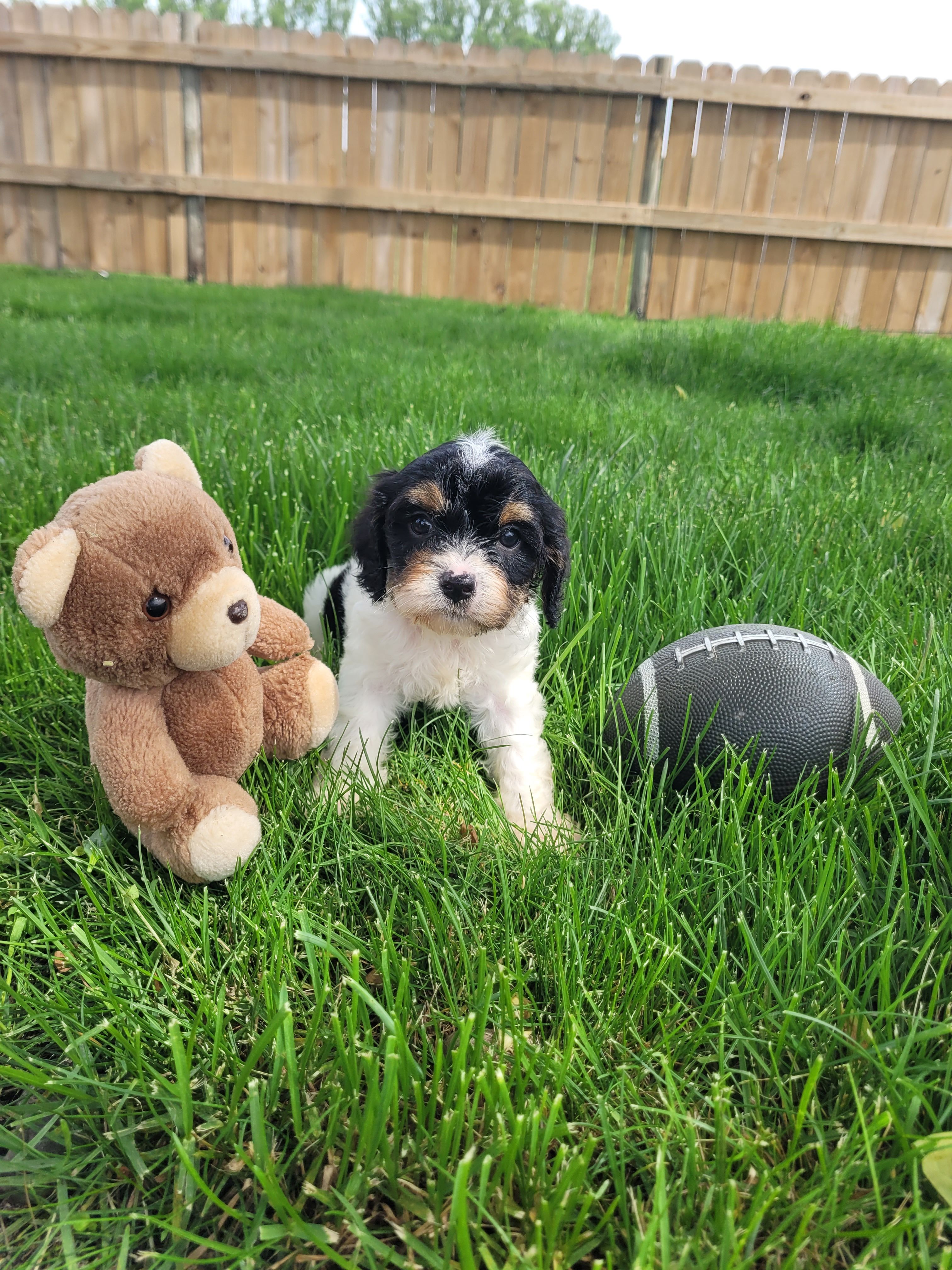 Max – Cavapoo puppy for sale in Topeka, IN