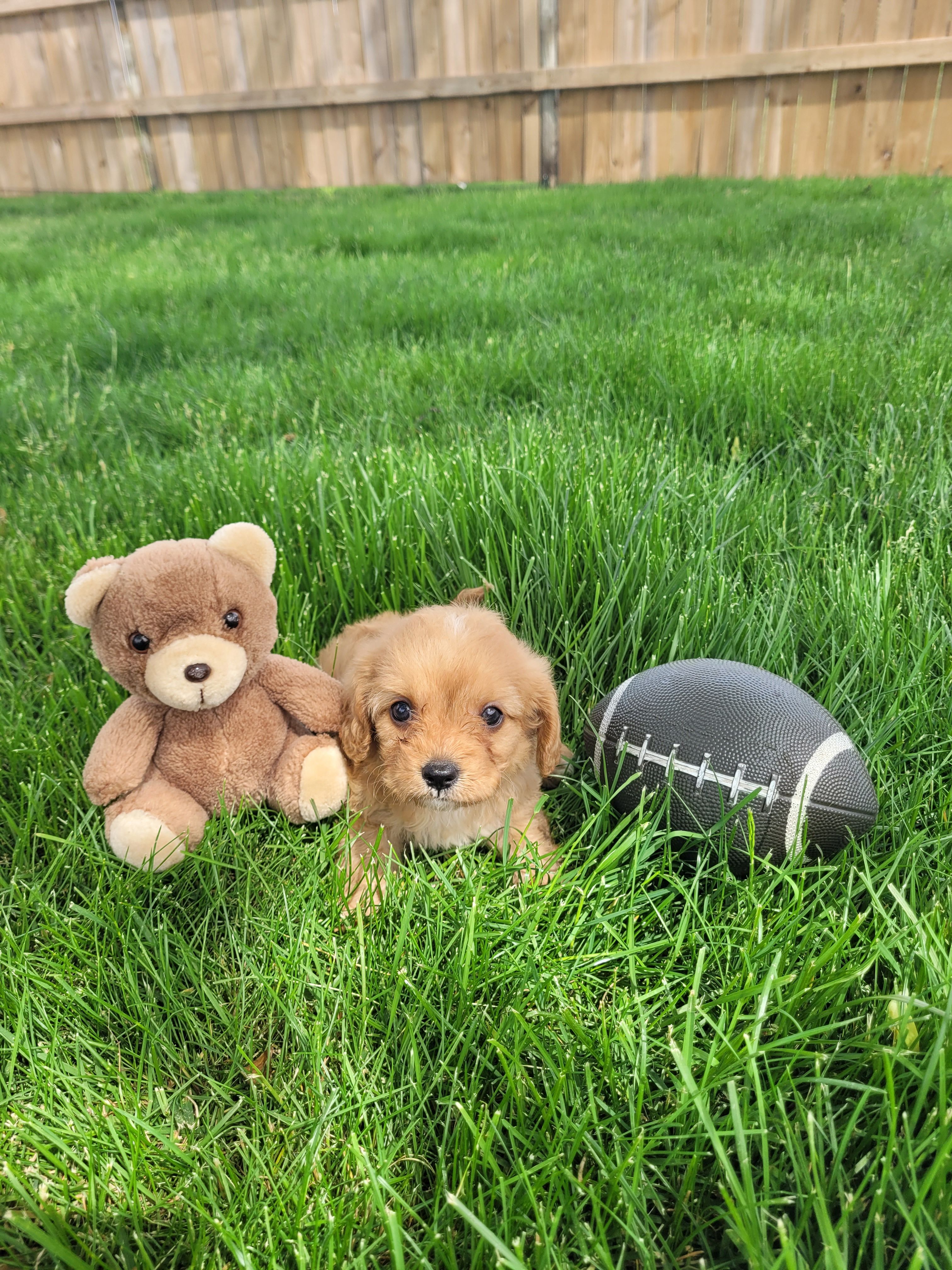 Teddy, a male Cavapoo for sale in Topeka, IN – 4 of 5