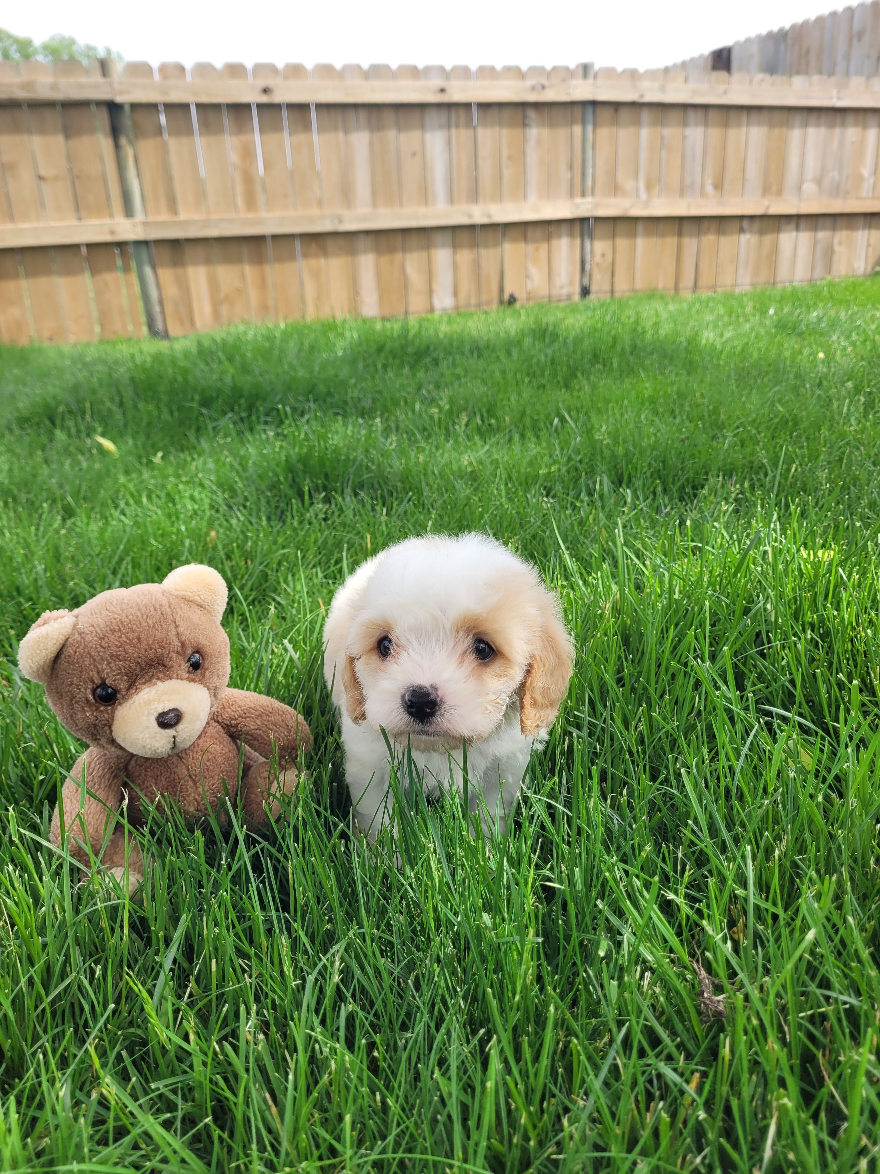 Charlie – Cavapoo puppy for sale in Topeka, IN