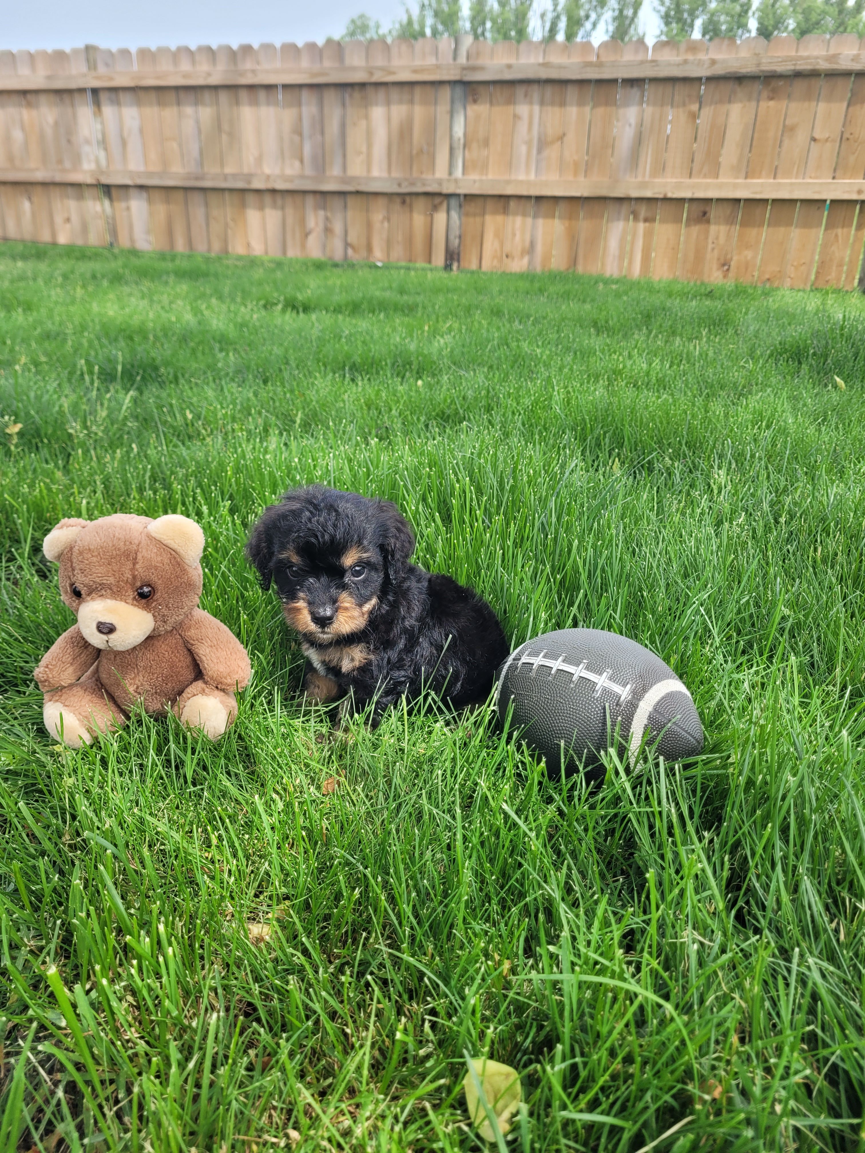 Milo – Cavapoo puppy for sale in Topeka, IN