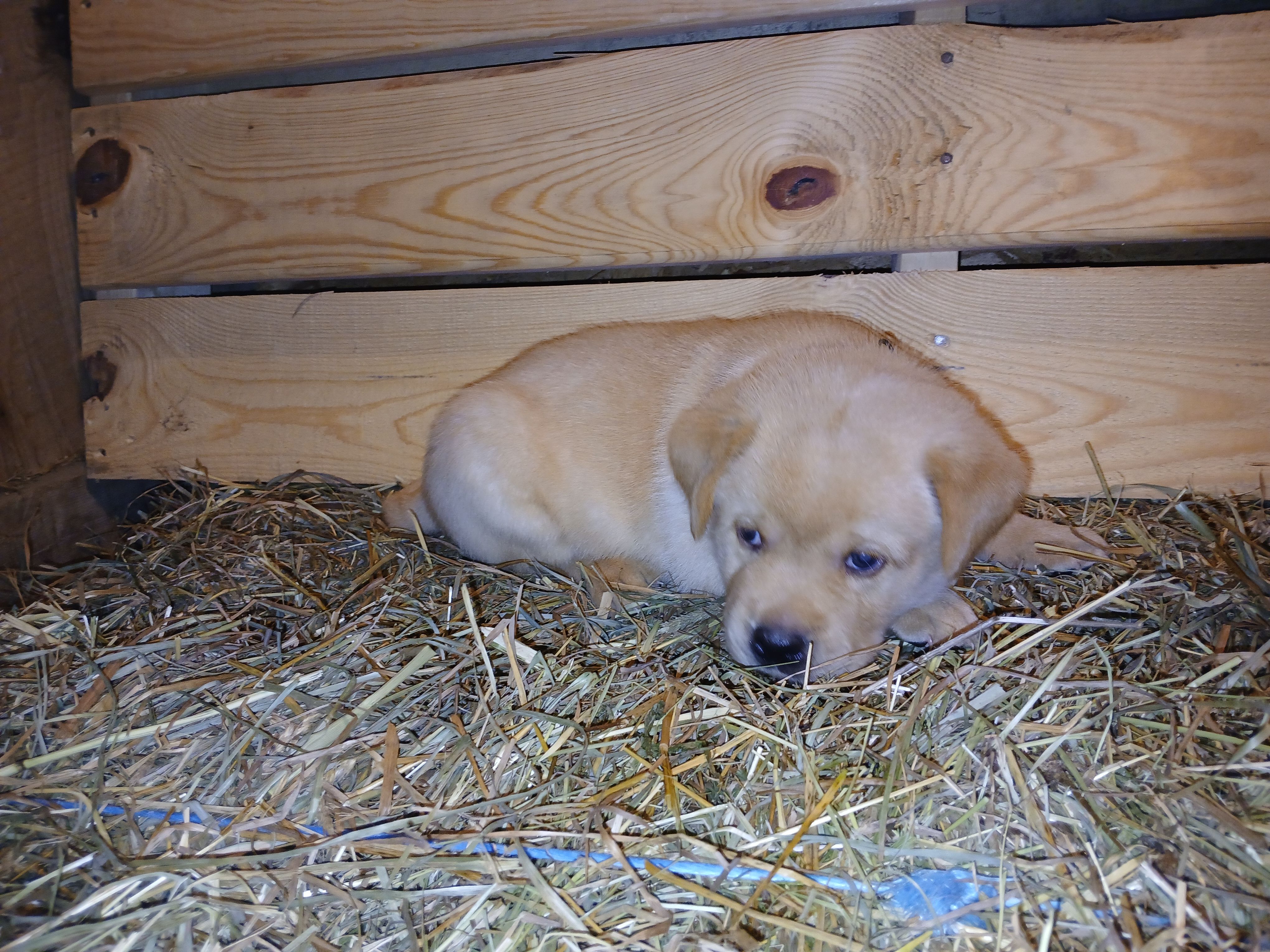 Ranger, a male Labrador Retriever for sale in Accident, MD – 2 of 6
