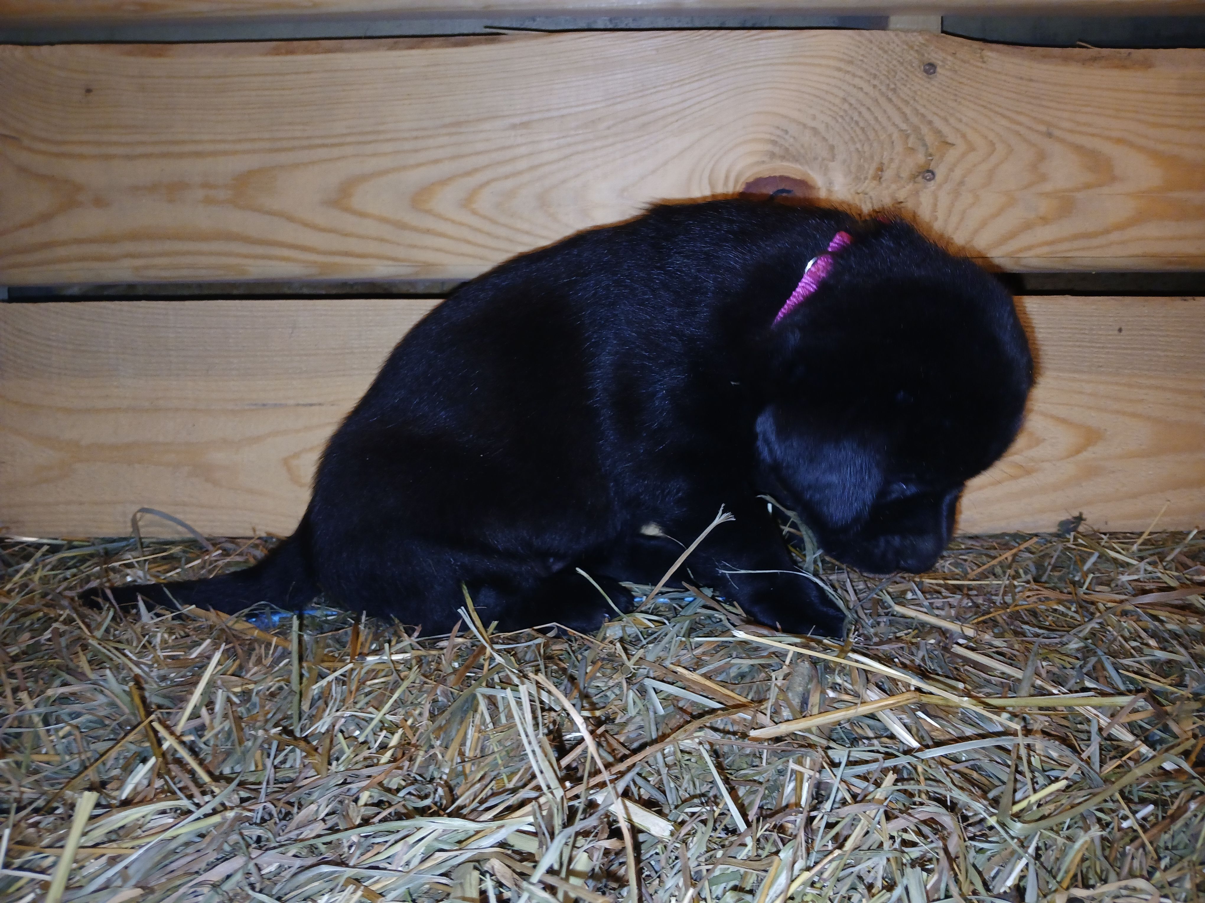 Ember, a female Labrador Retriever for sale in Accident, MD – 4 of 6