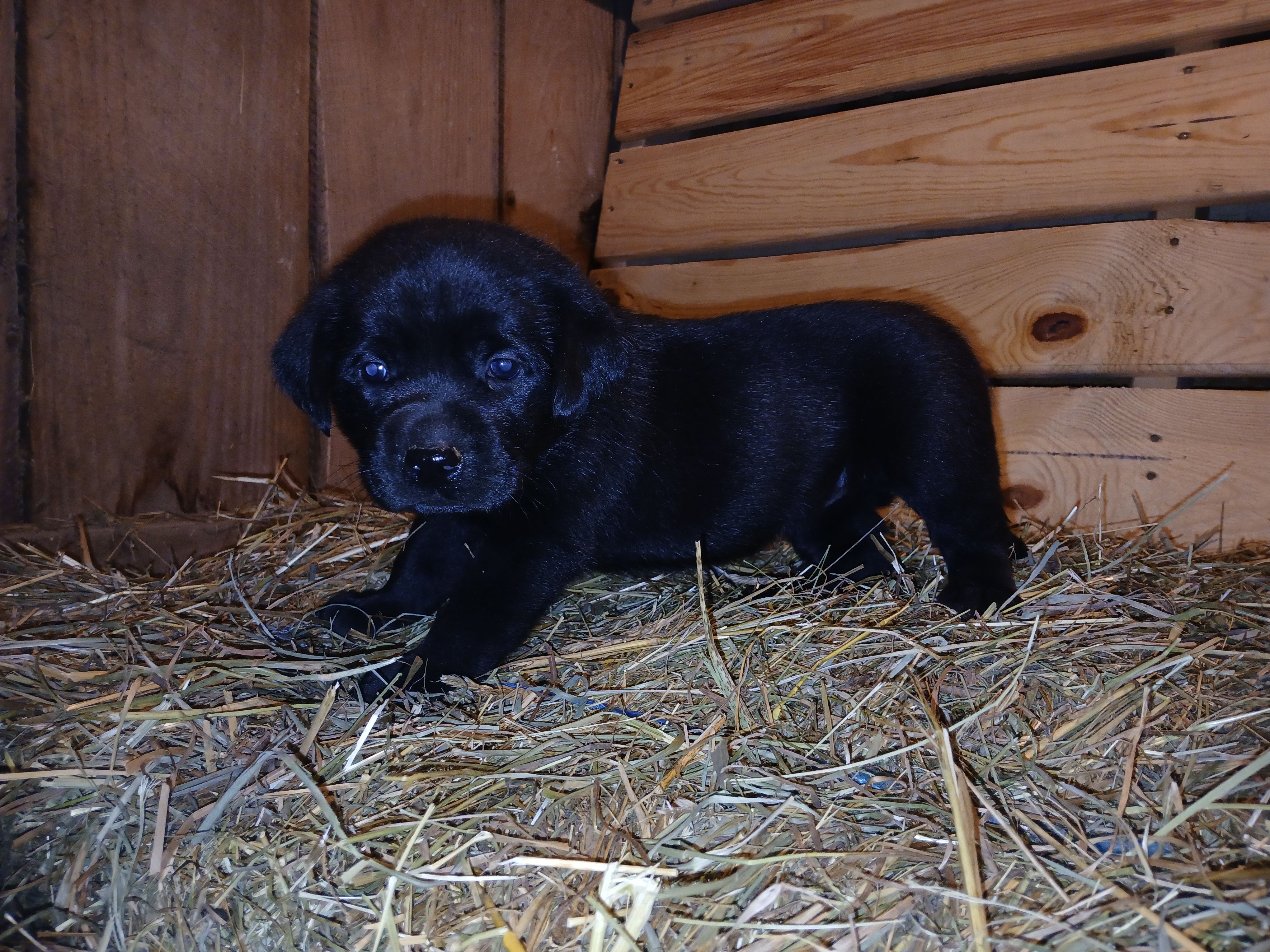 Shadow, a female Labrador Retriever for sale in Accident, MD – 2 of 6