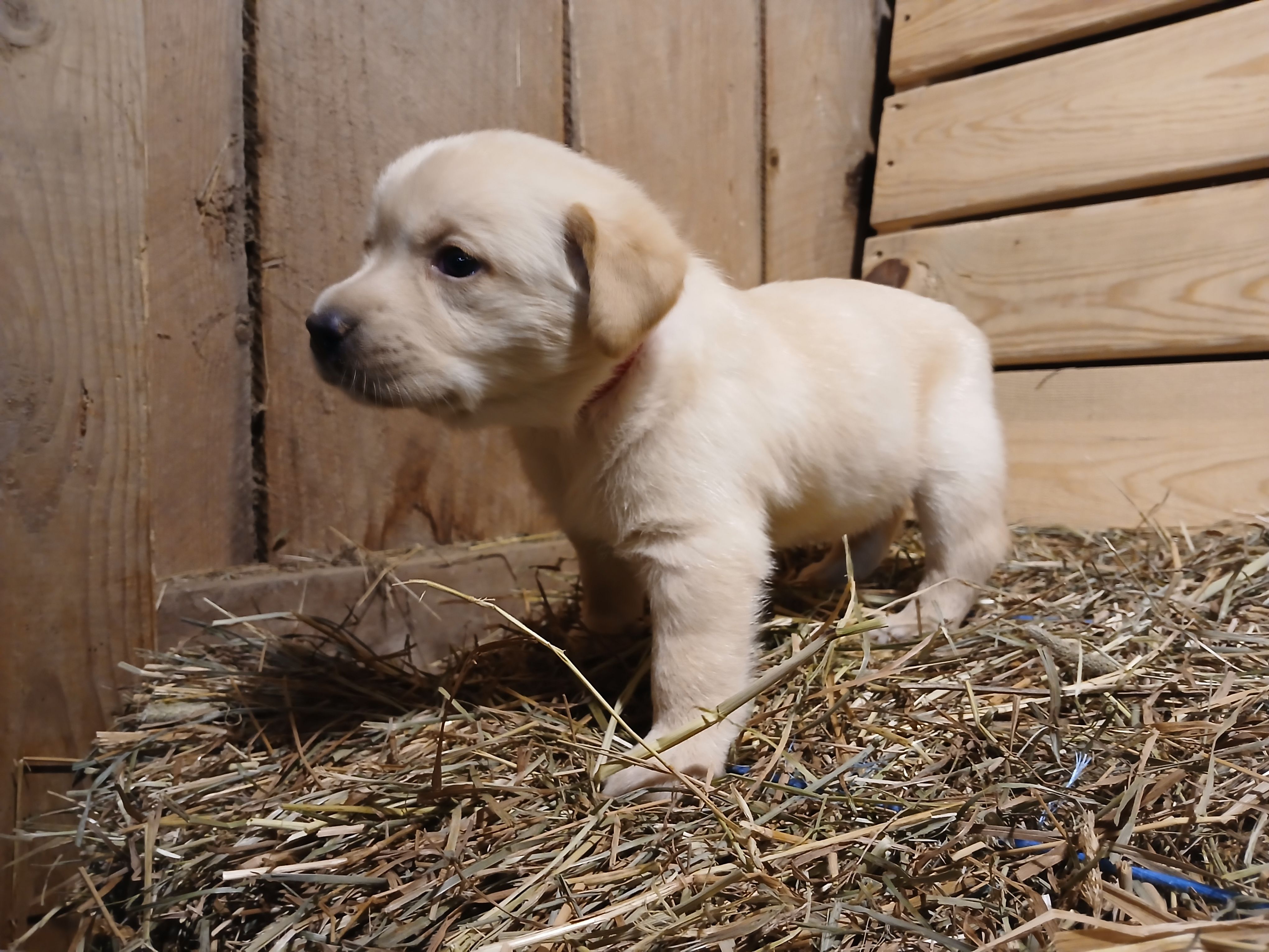Aspen, a female Labrador Retriever for sale in Accident, MD – 3 of 6