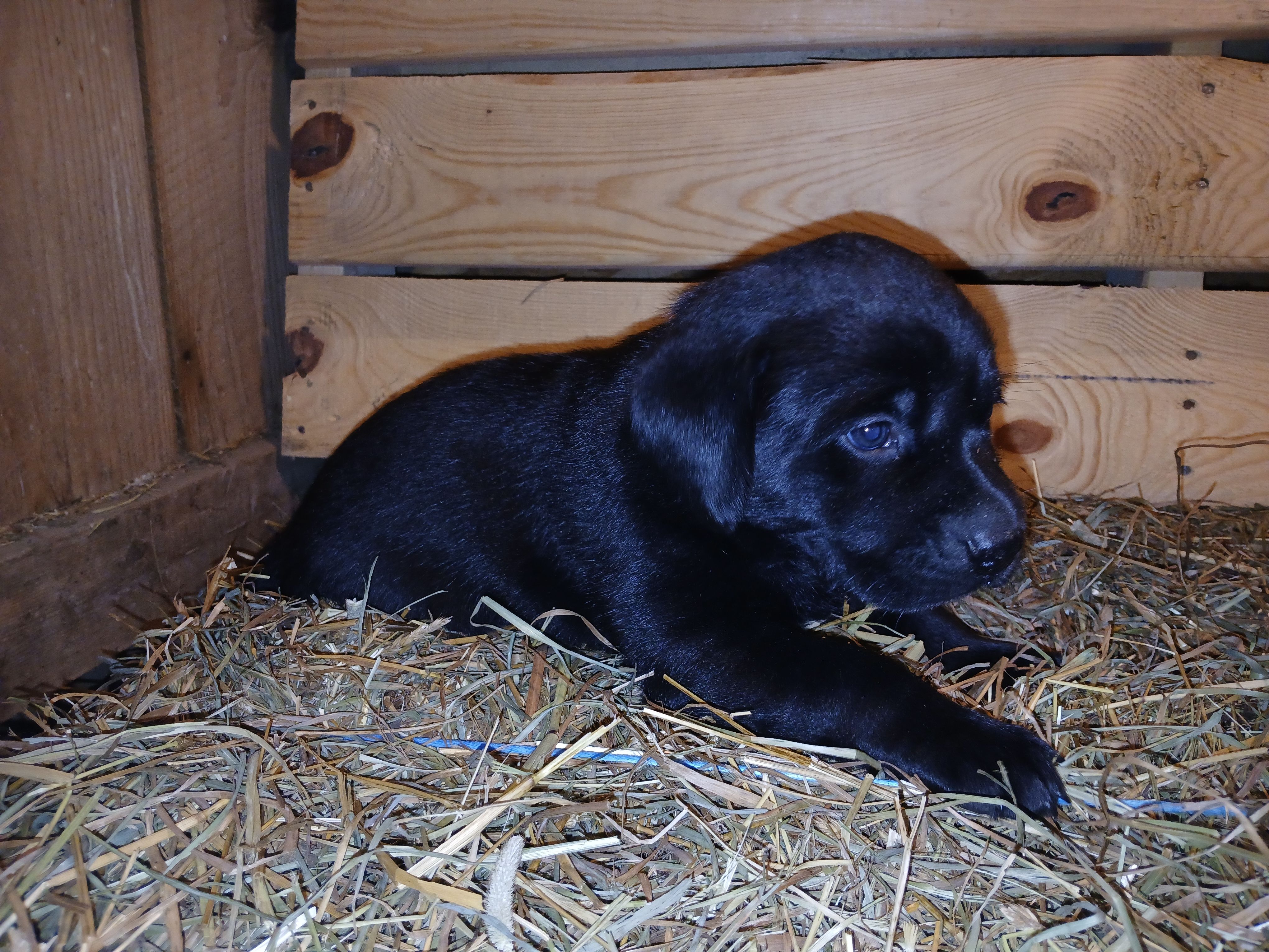 Ember, a female Labrador Retriever for sale in Accident, MD – 3 of 6