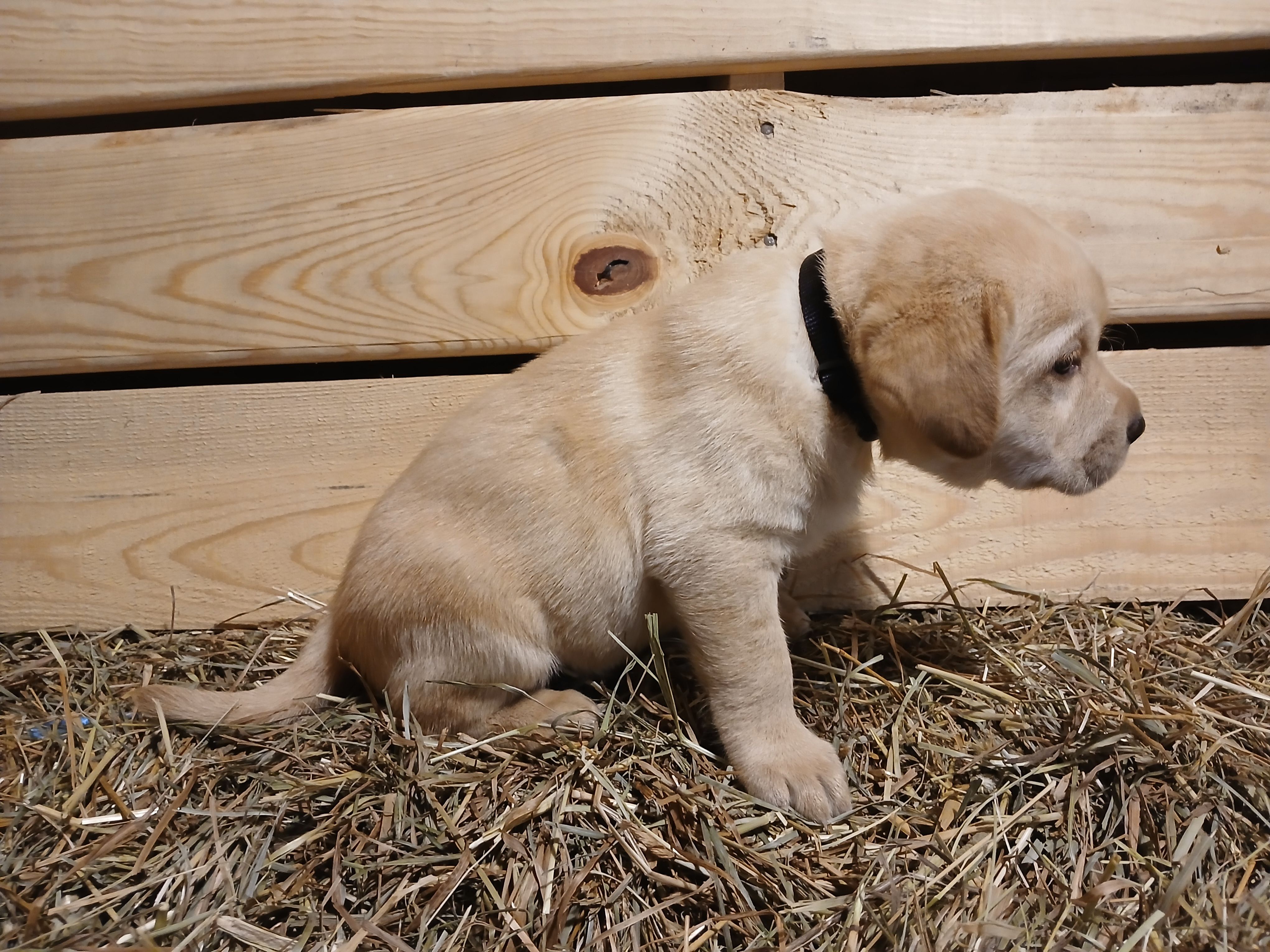 Arrow, a female Labrador Retriever for sale in Accident, MD – 2 of 6