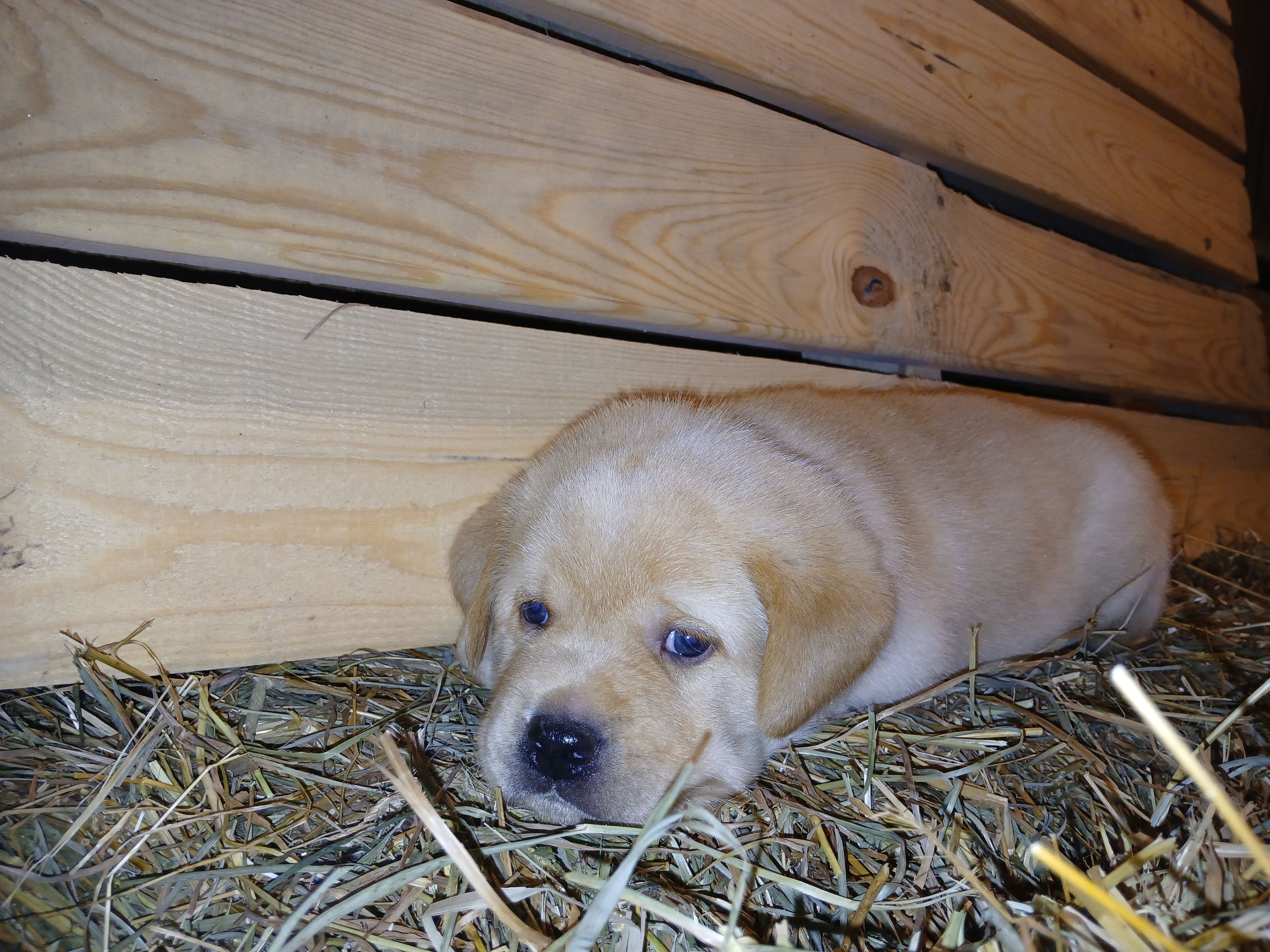 Ranger, a male Labrador Retriever for sale in Accident, MD – 5 of 6